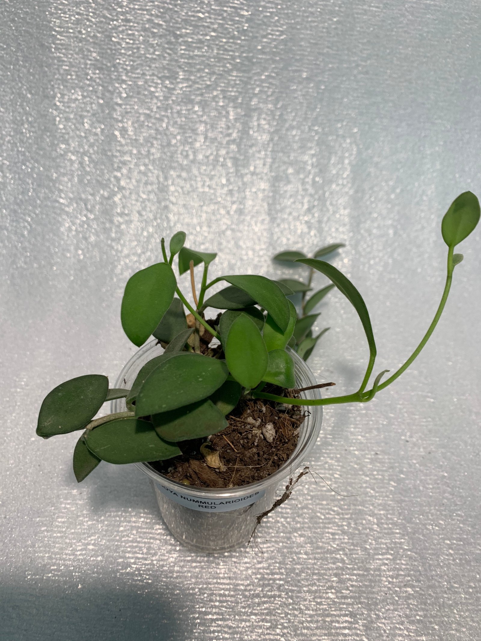 Hoya Nummularioides Red - Image 12