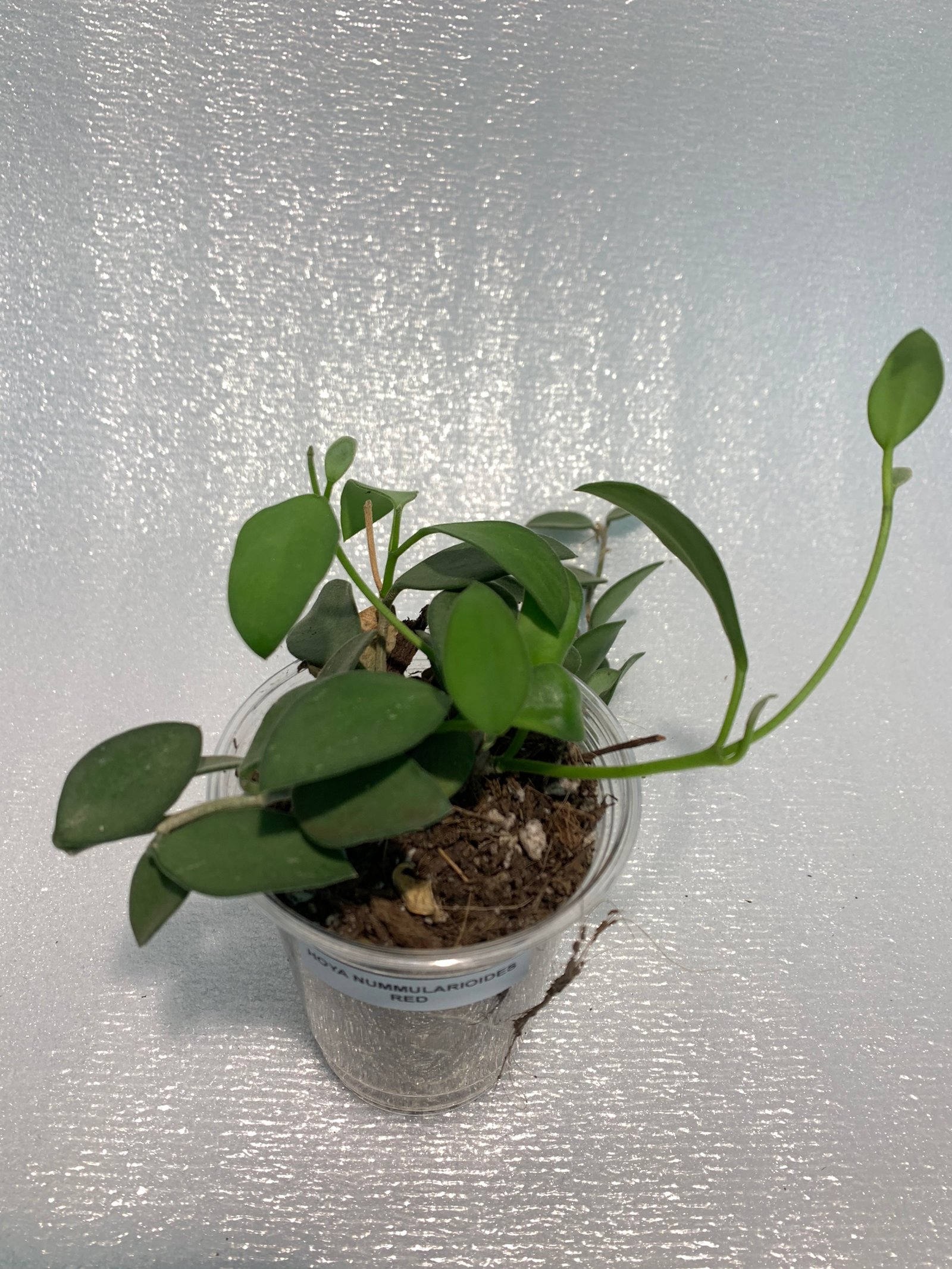 Hoya Nummularioides Red - Image 13