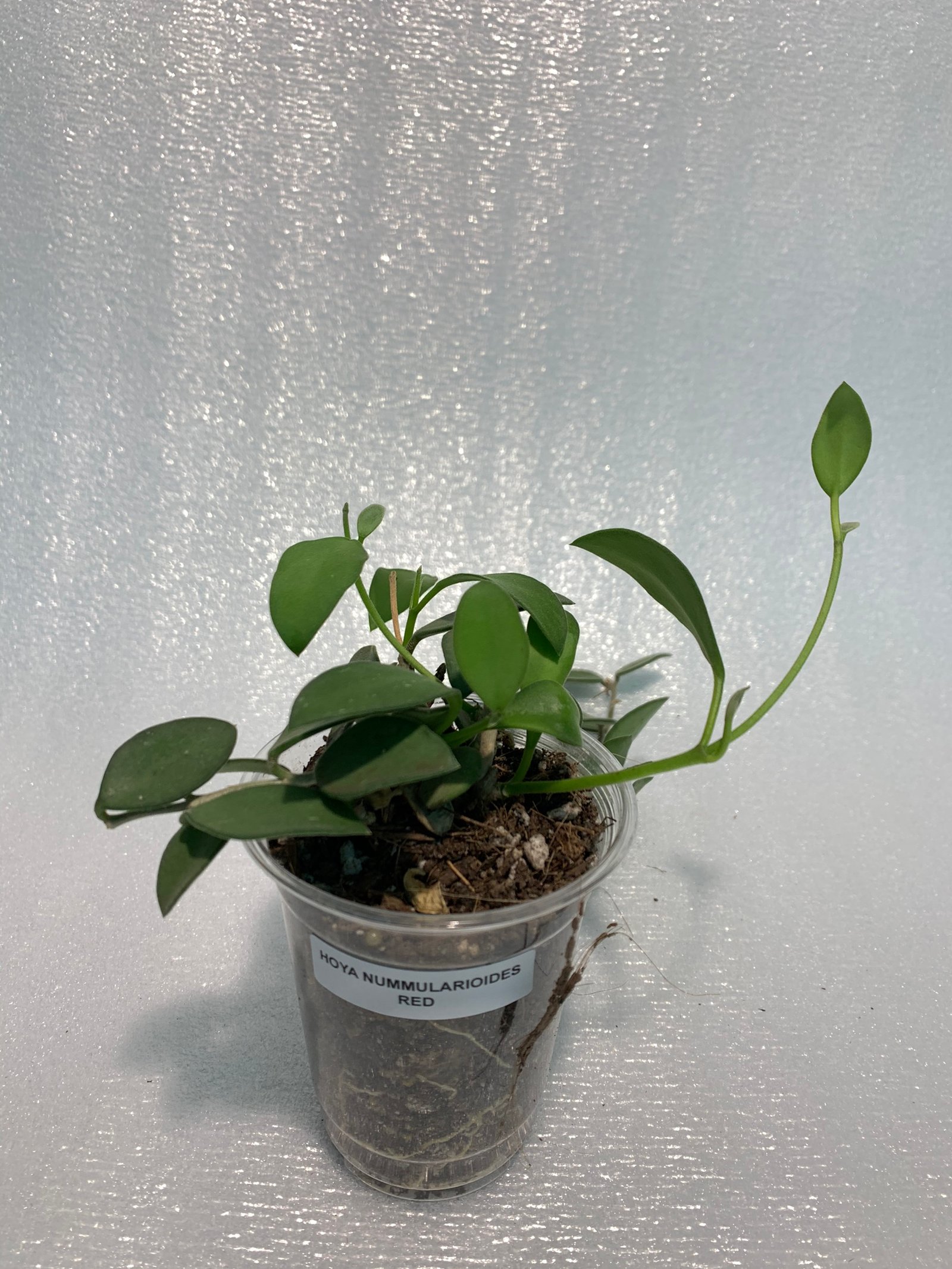 Hoya Nummularioides Red - Image 14