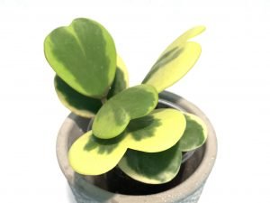 Hoya Kerrii Heart Variegated Large