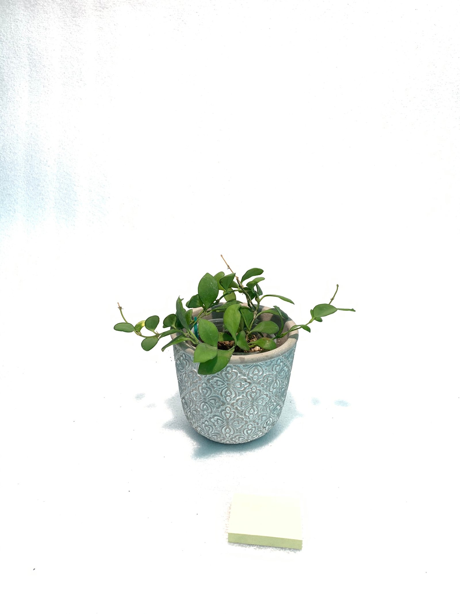 Hoya Heuschkeliana - Image 2