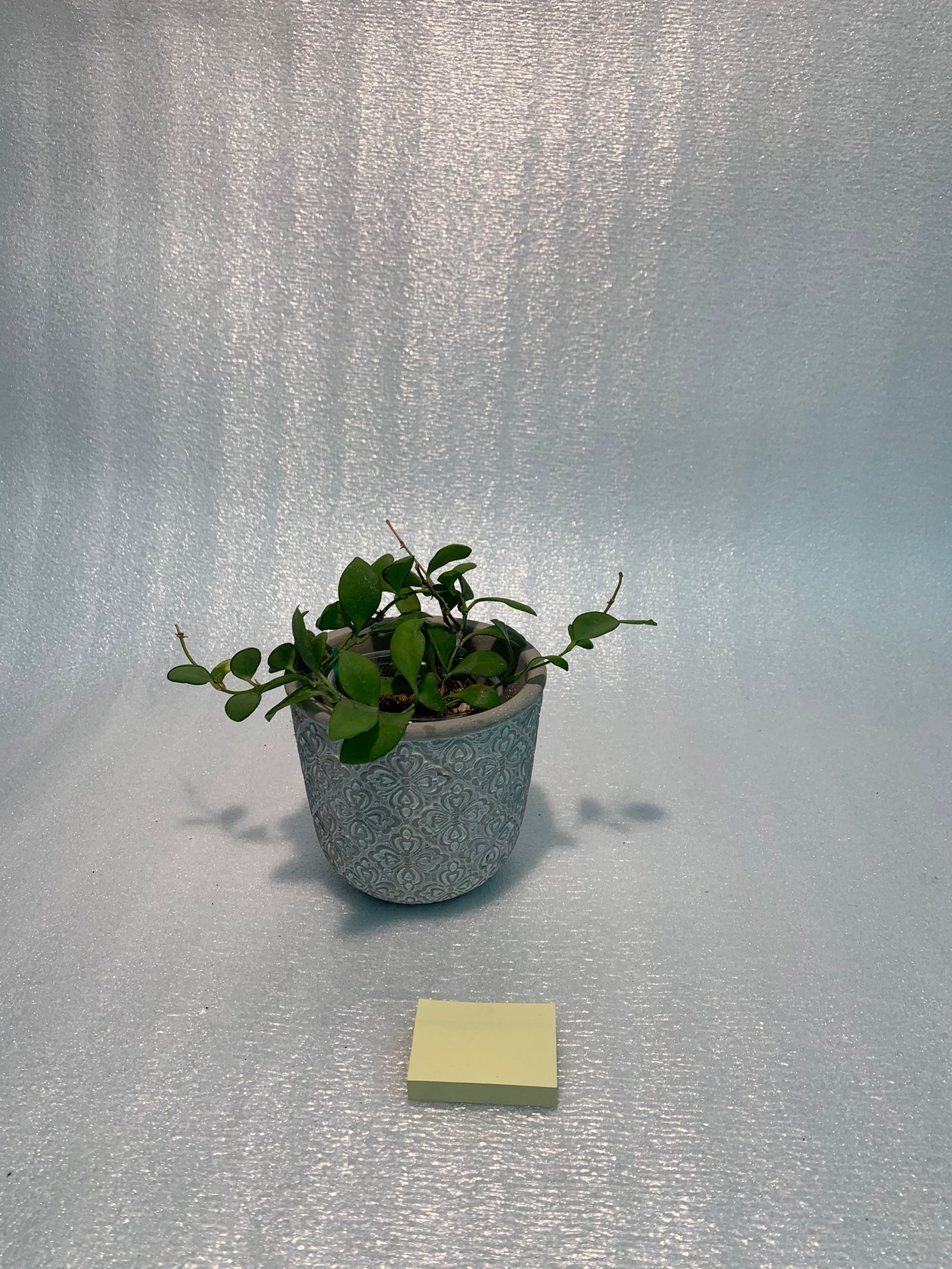 Hoya Heuschkeliana - Image 3