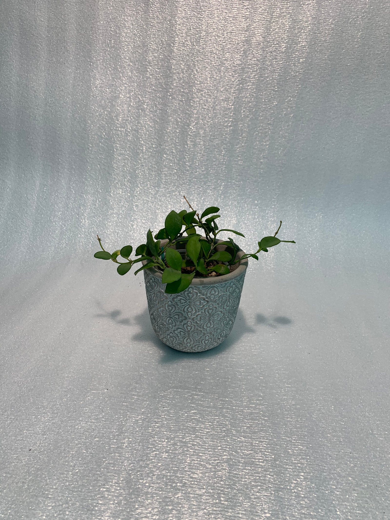 Hoya Heuschkeliana - Image 4