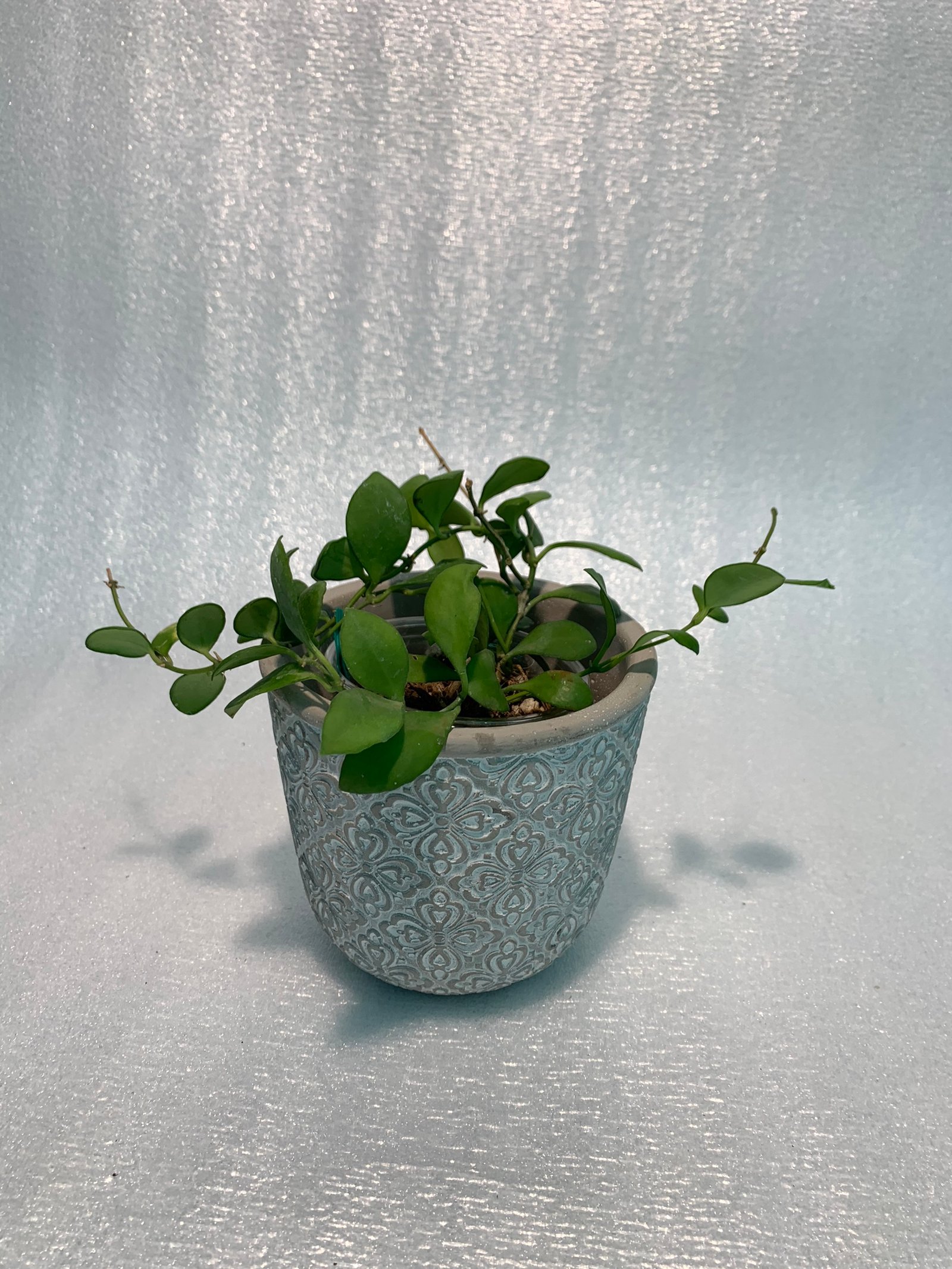 Hoya Heuschkeliana - Image 6