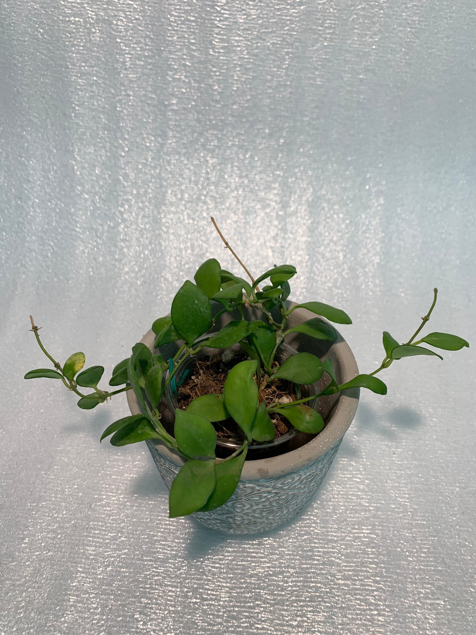 Hoya Heuschkeliana - Image 7