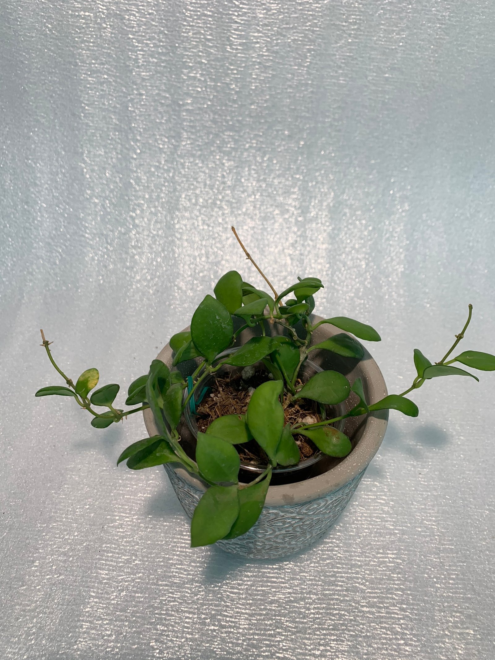 Hoya Heuschkeliana - Image 8