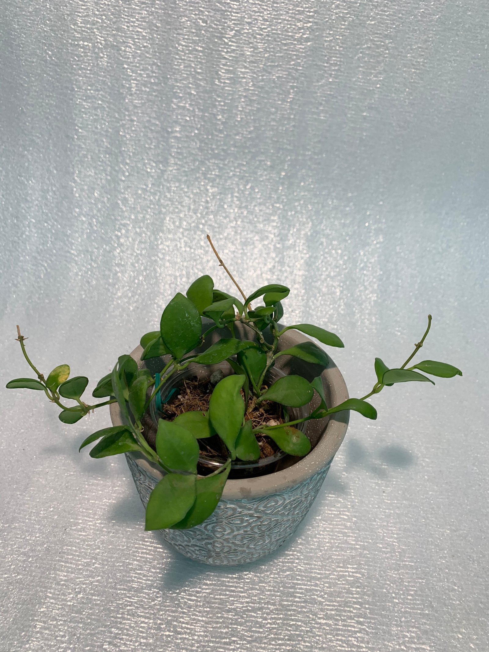 Hoya Heuschkeliana - Image 9