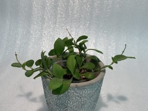 Hoya Heuschkeliana