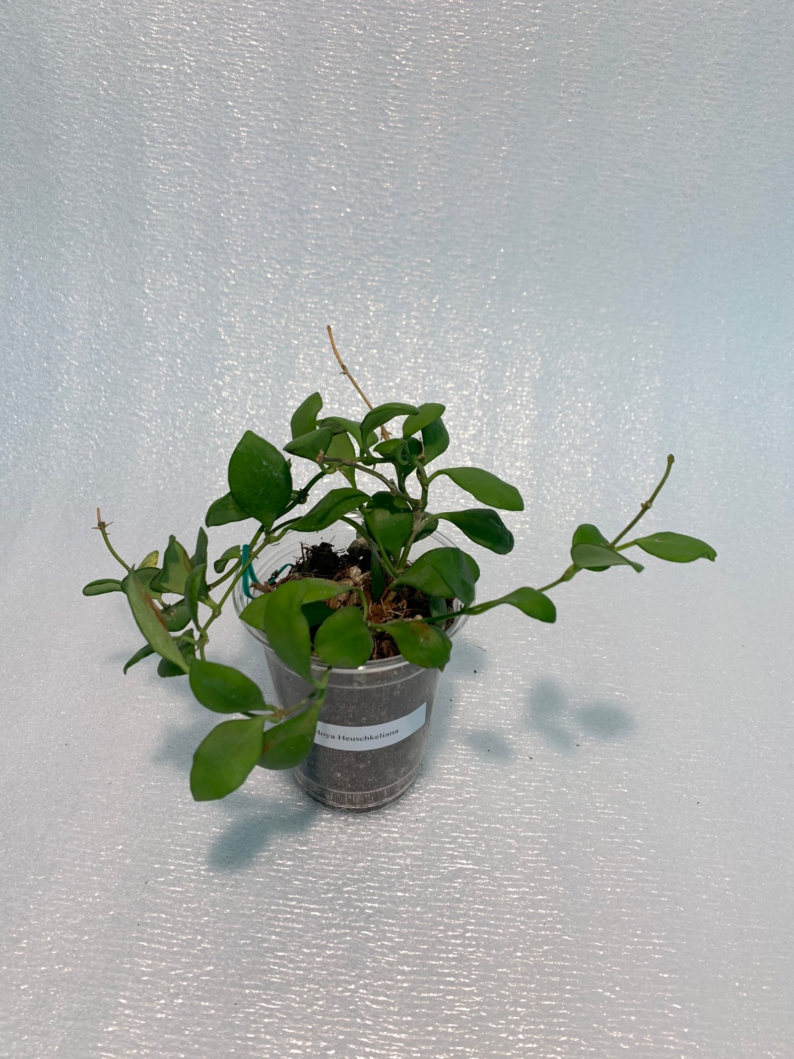 Hoya Heuschkeliana - Image 14