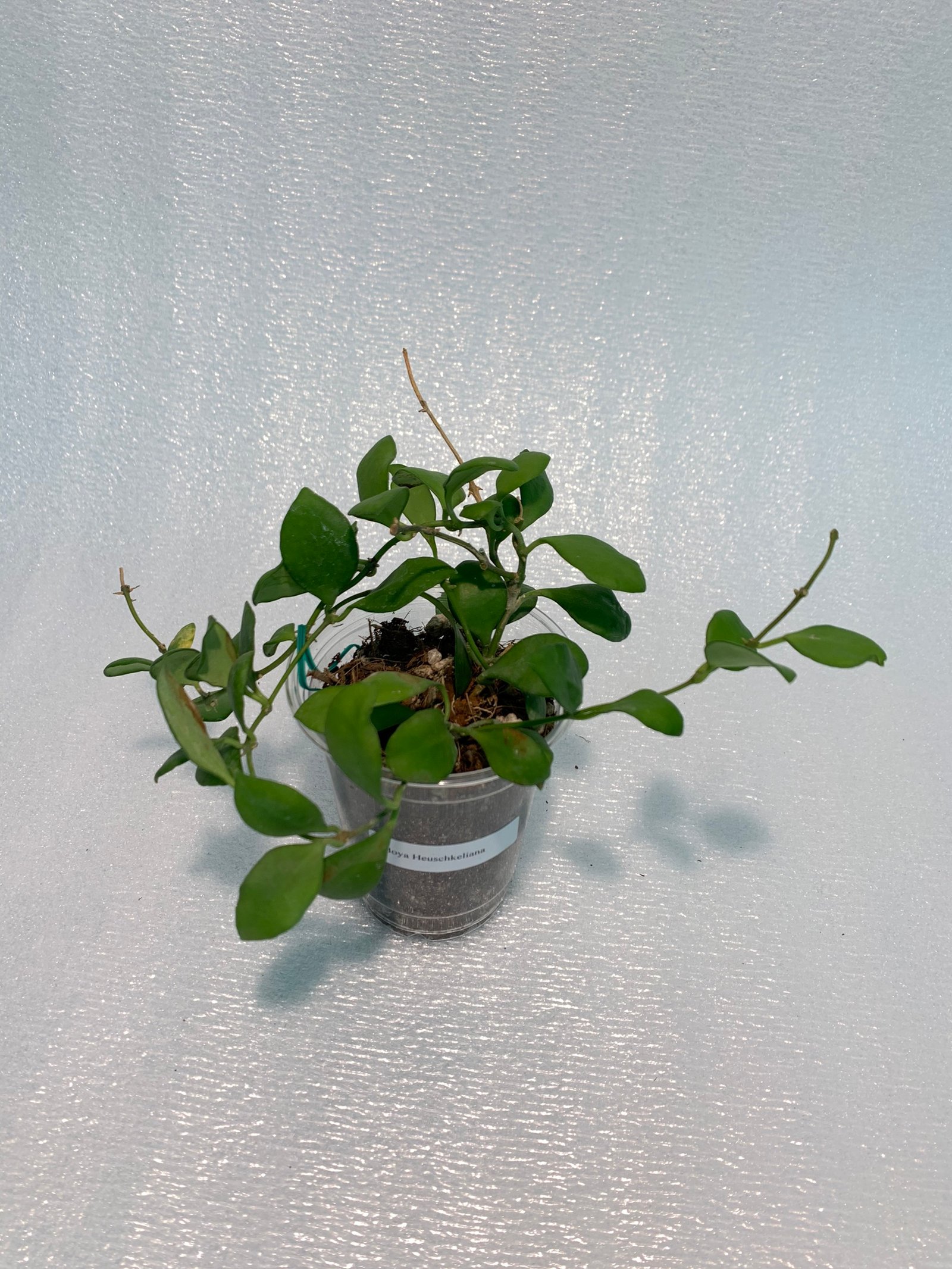 Hoya Heuschkeliana - Image 15