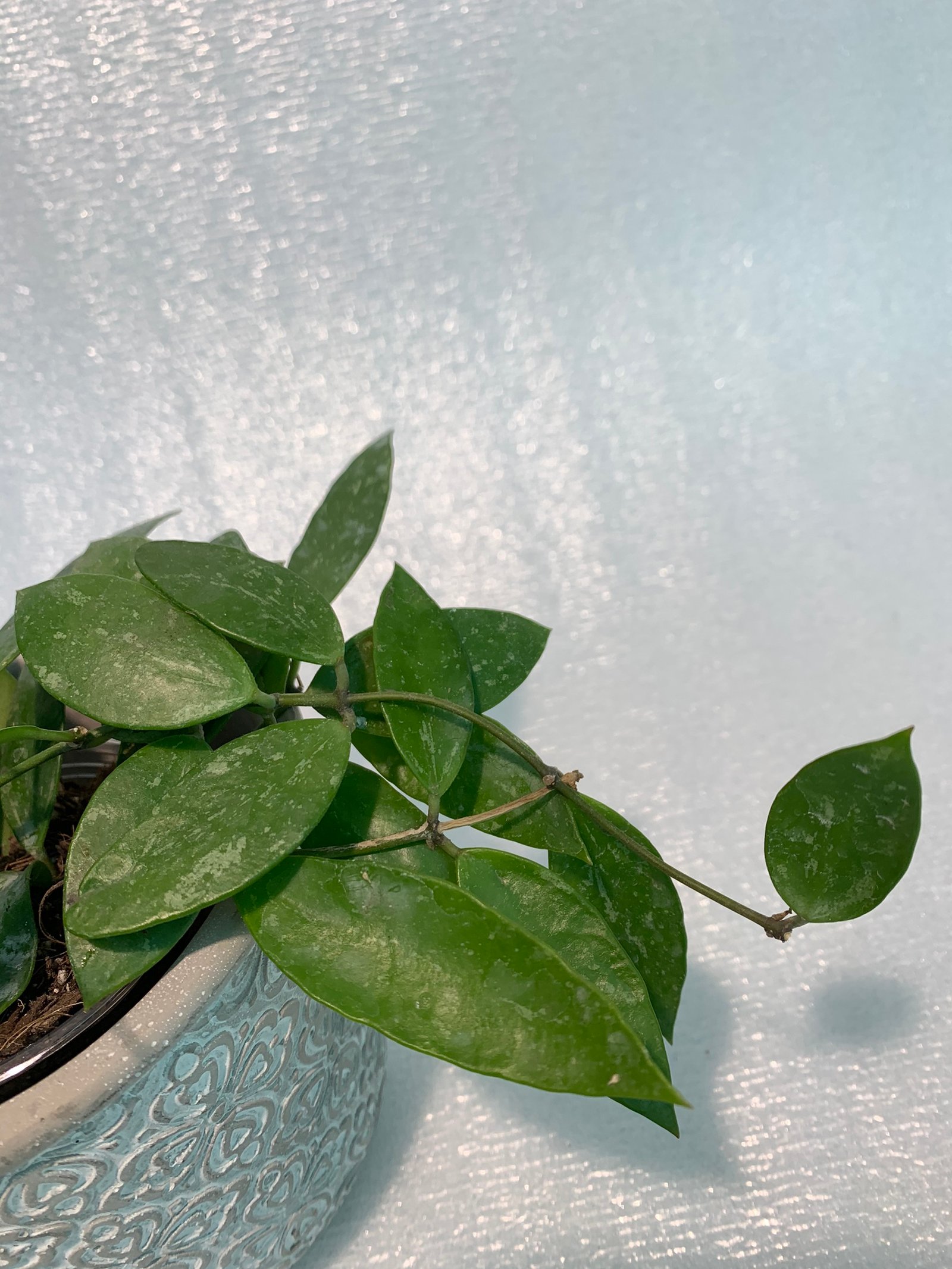 Hoya Memoria - Image 2