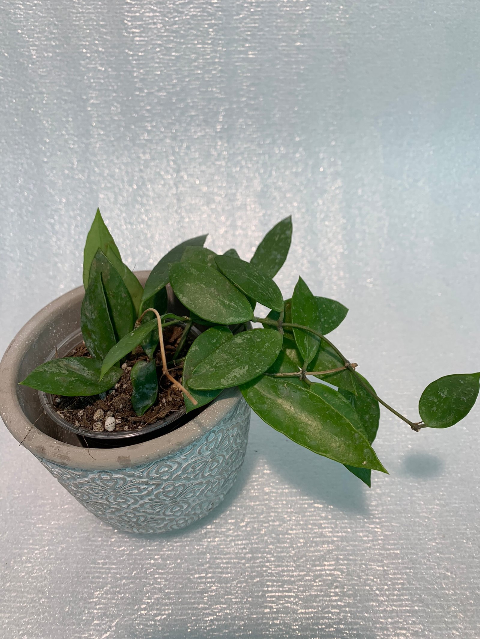 Hoya Memoria - Image 3