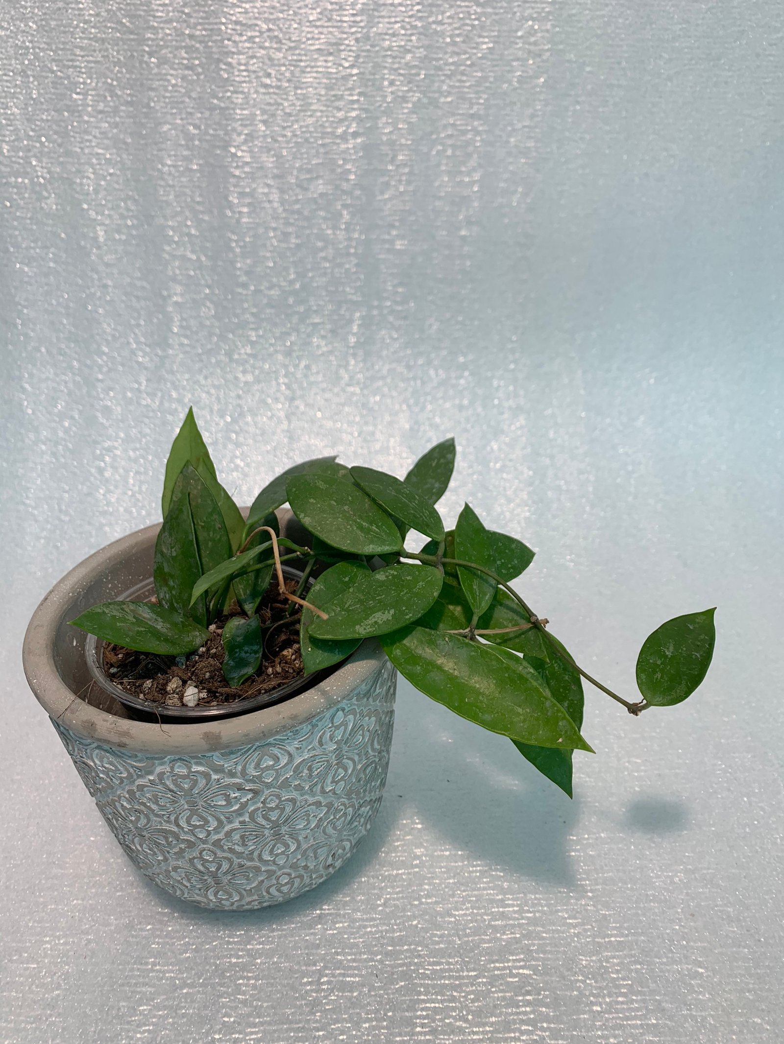 Hoya Memoria - Image 4