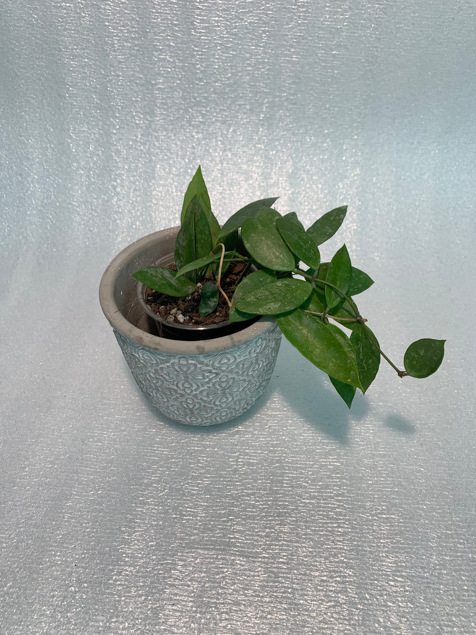 Hoya Memoria - Image 6