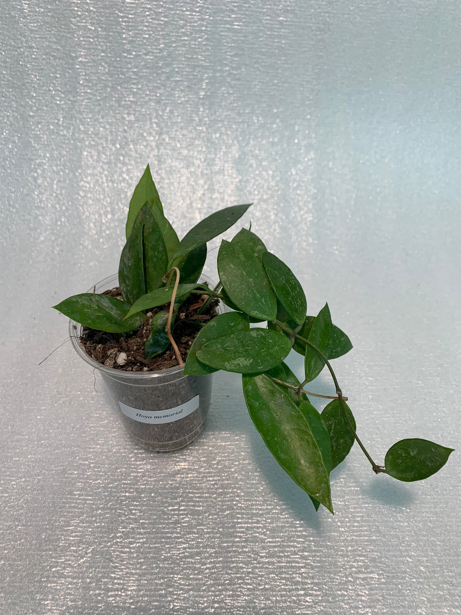 Hoya Memoria - Image 7