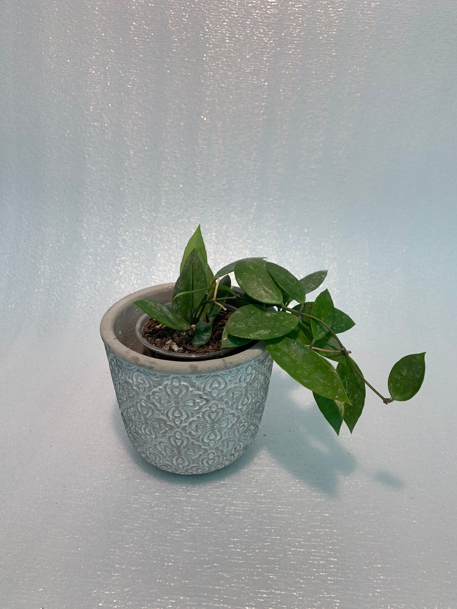 Hoya Memoria - Image 8