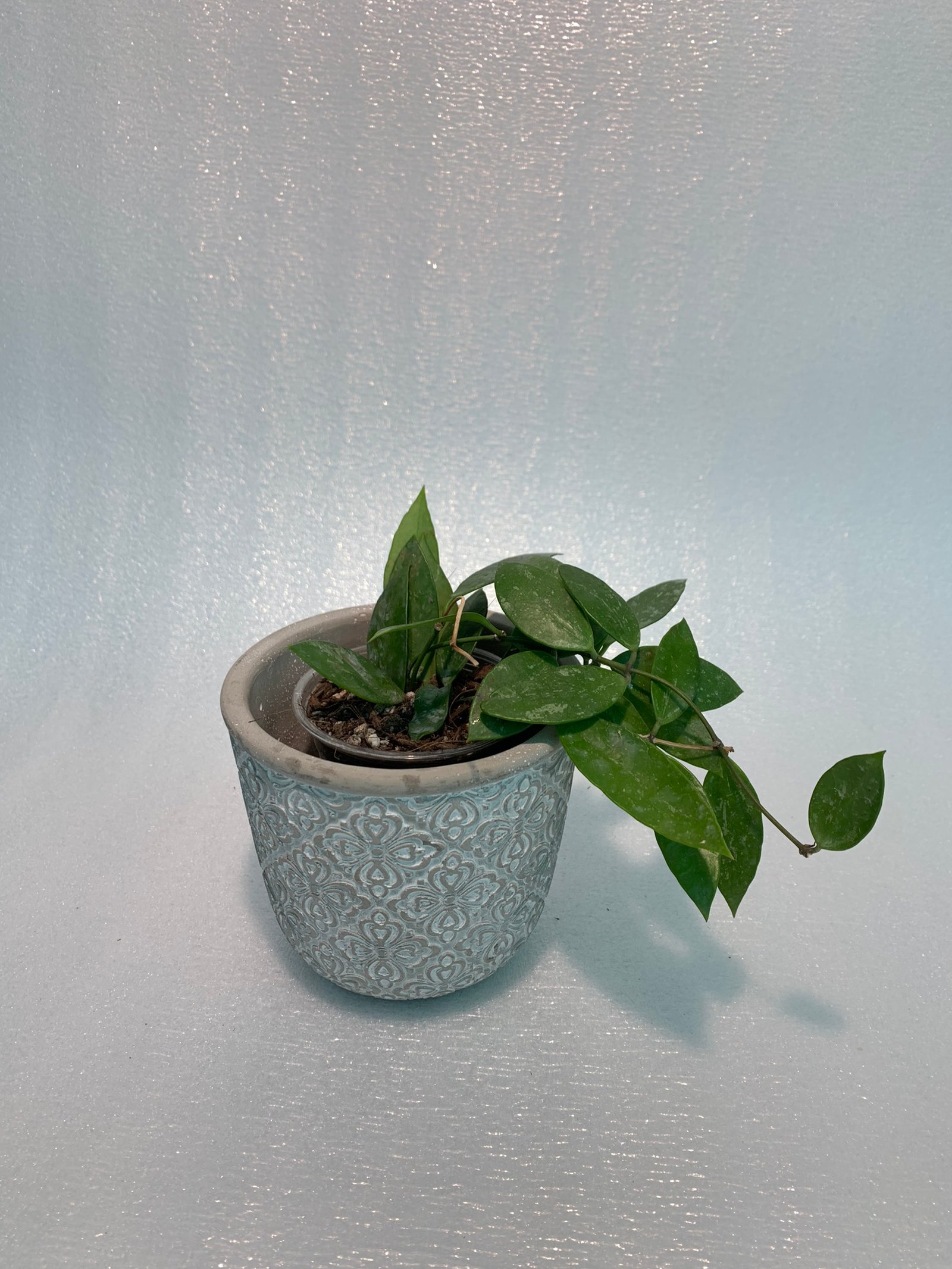 Hoya Memoria - Image 9