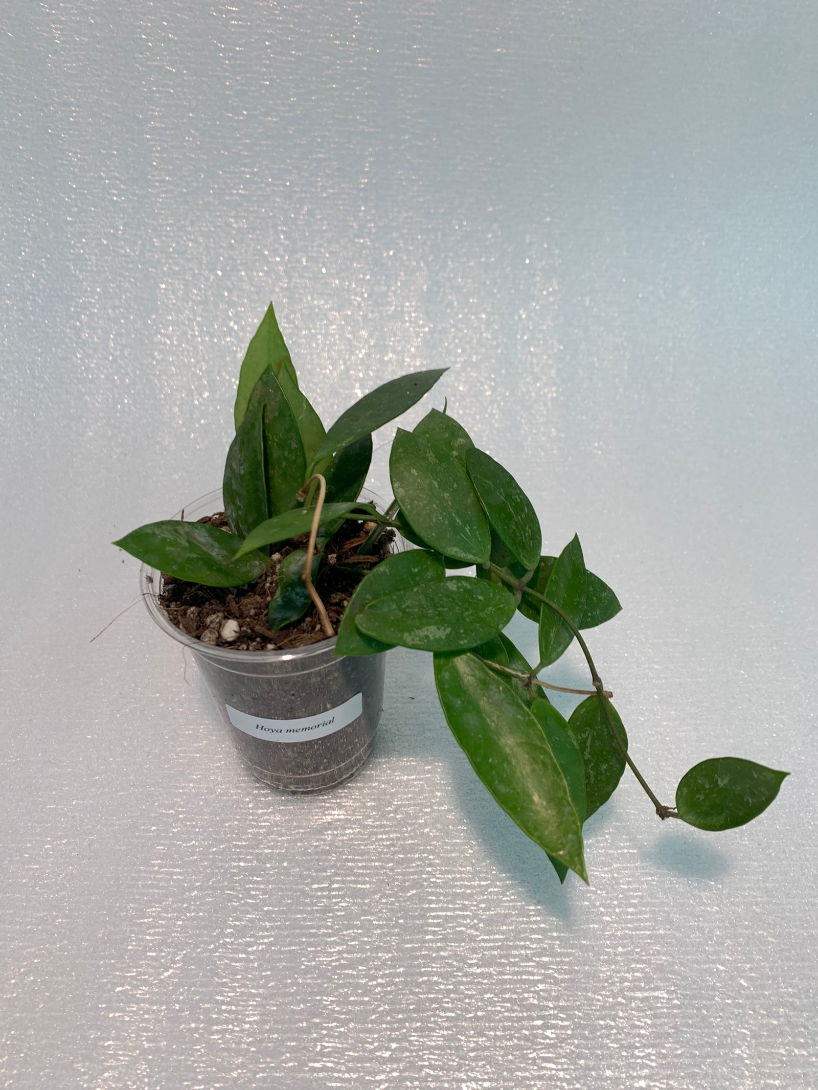 Hoya Memoria - Image 11