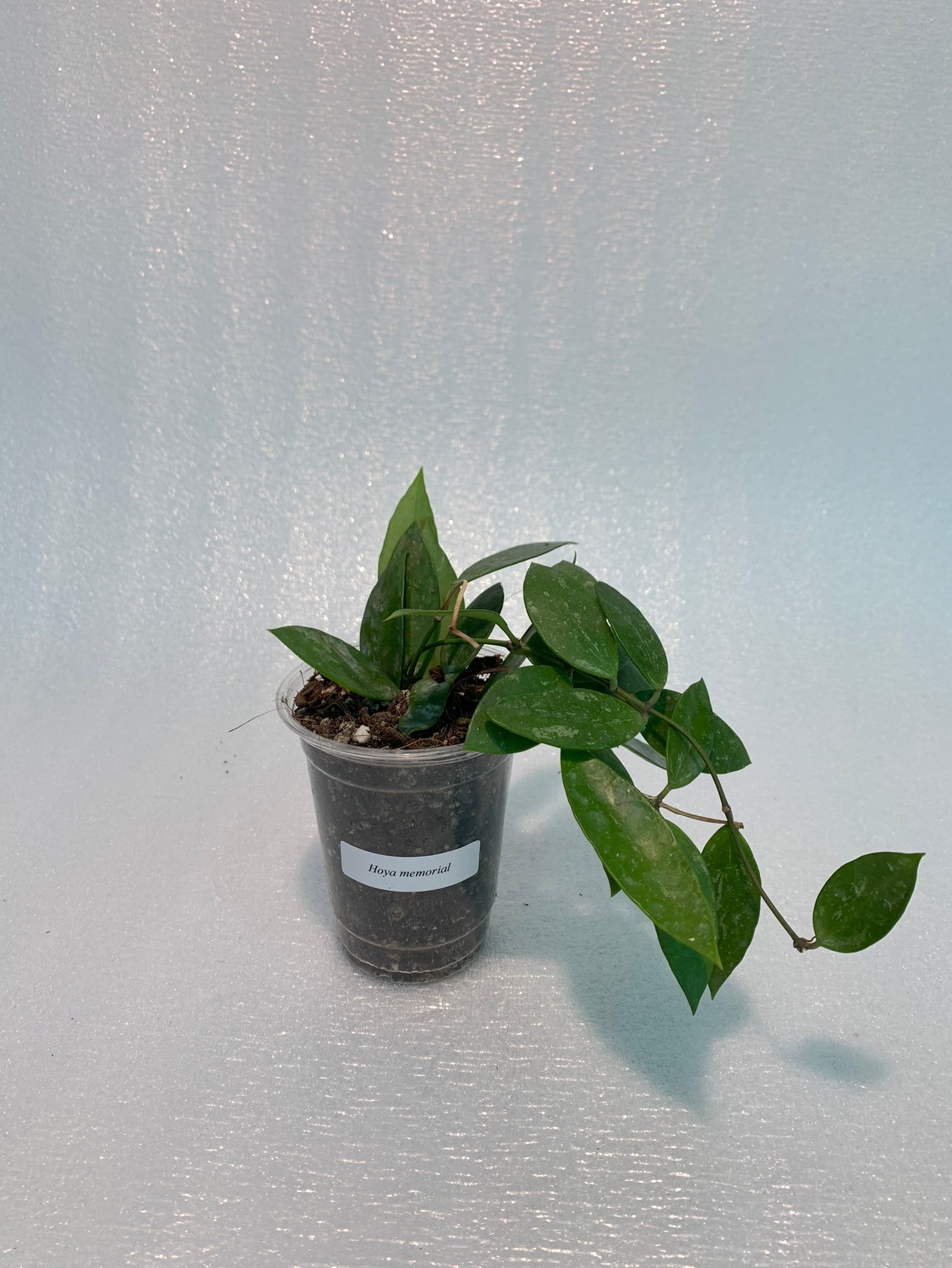 Hoya Memoria - Image 13