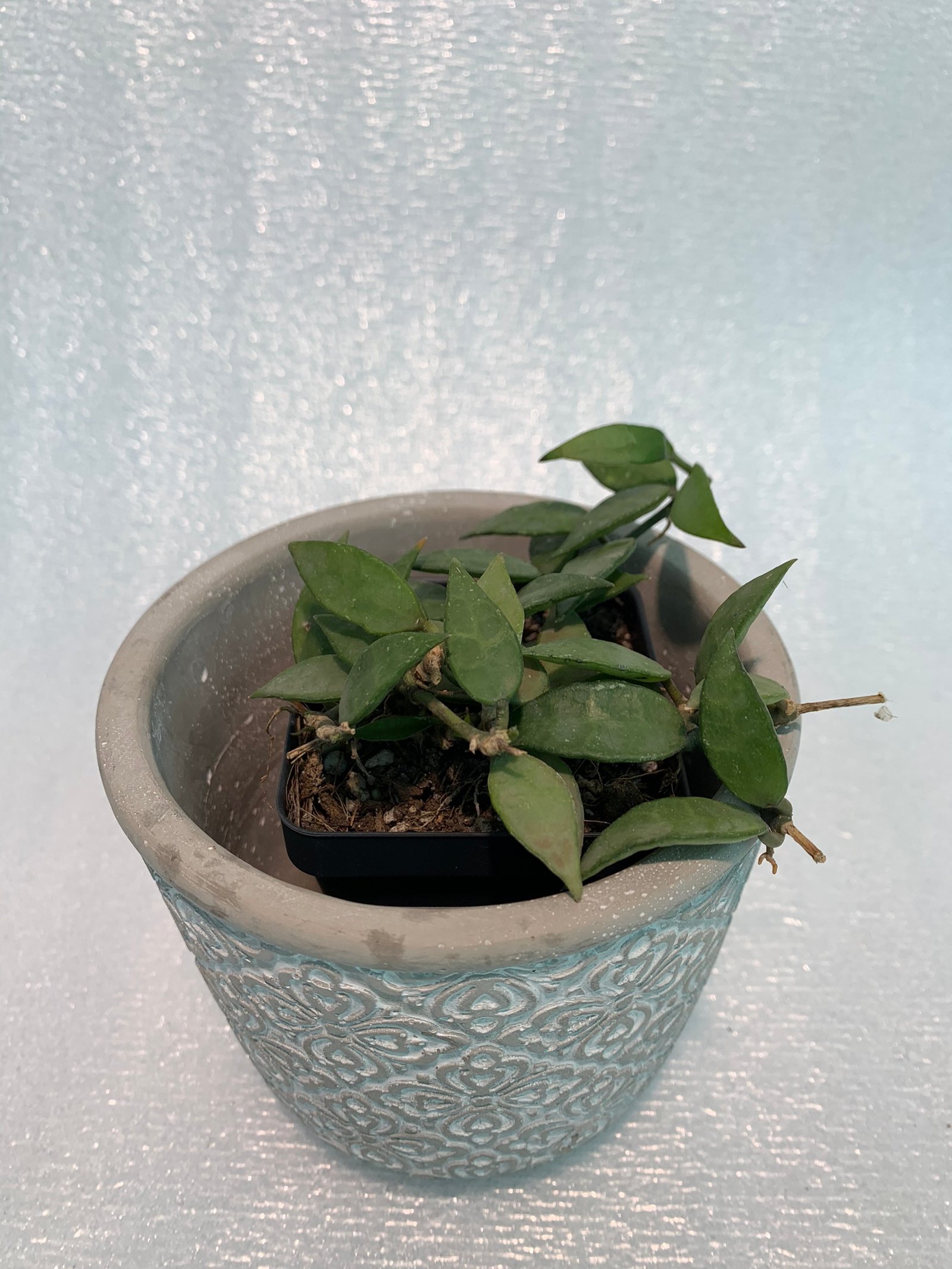 Hoya Krohniana - Image 3