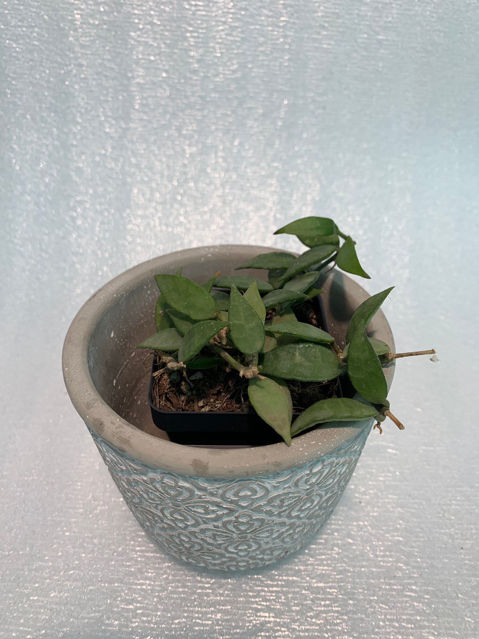 Hoya Krohniana - Image 4