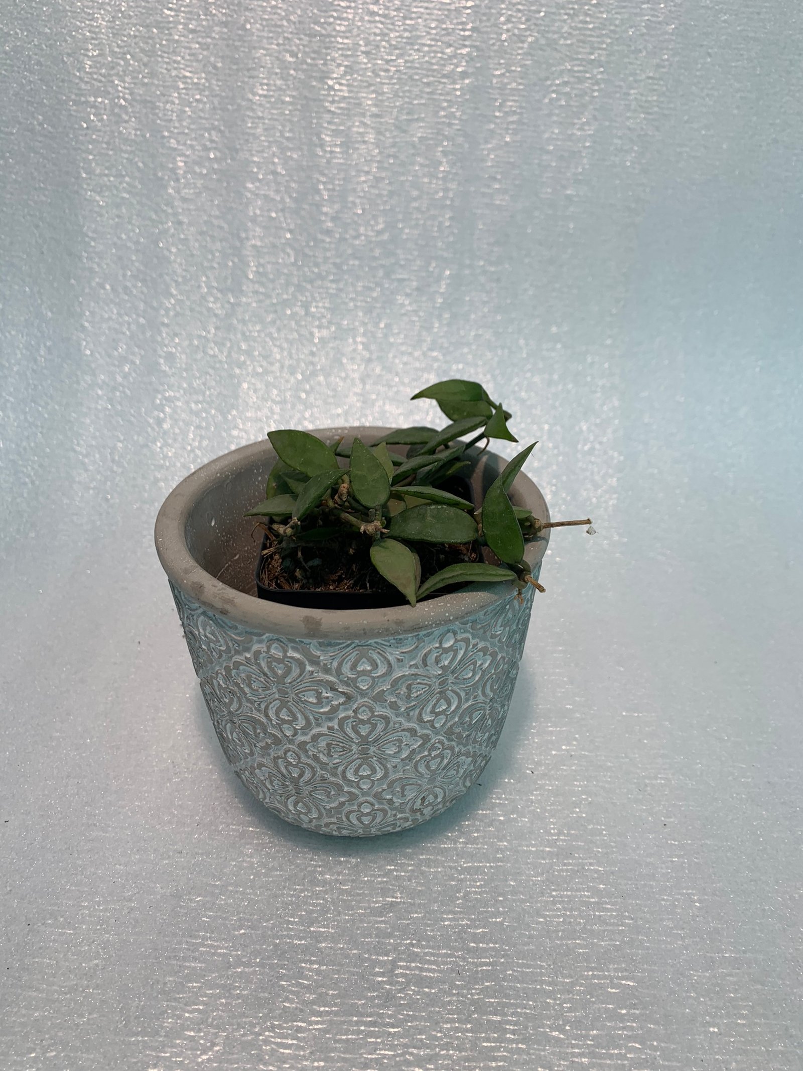 Hoya Krohniana - Image 6