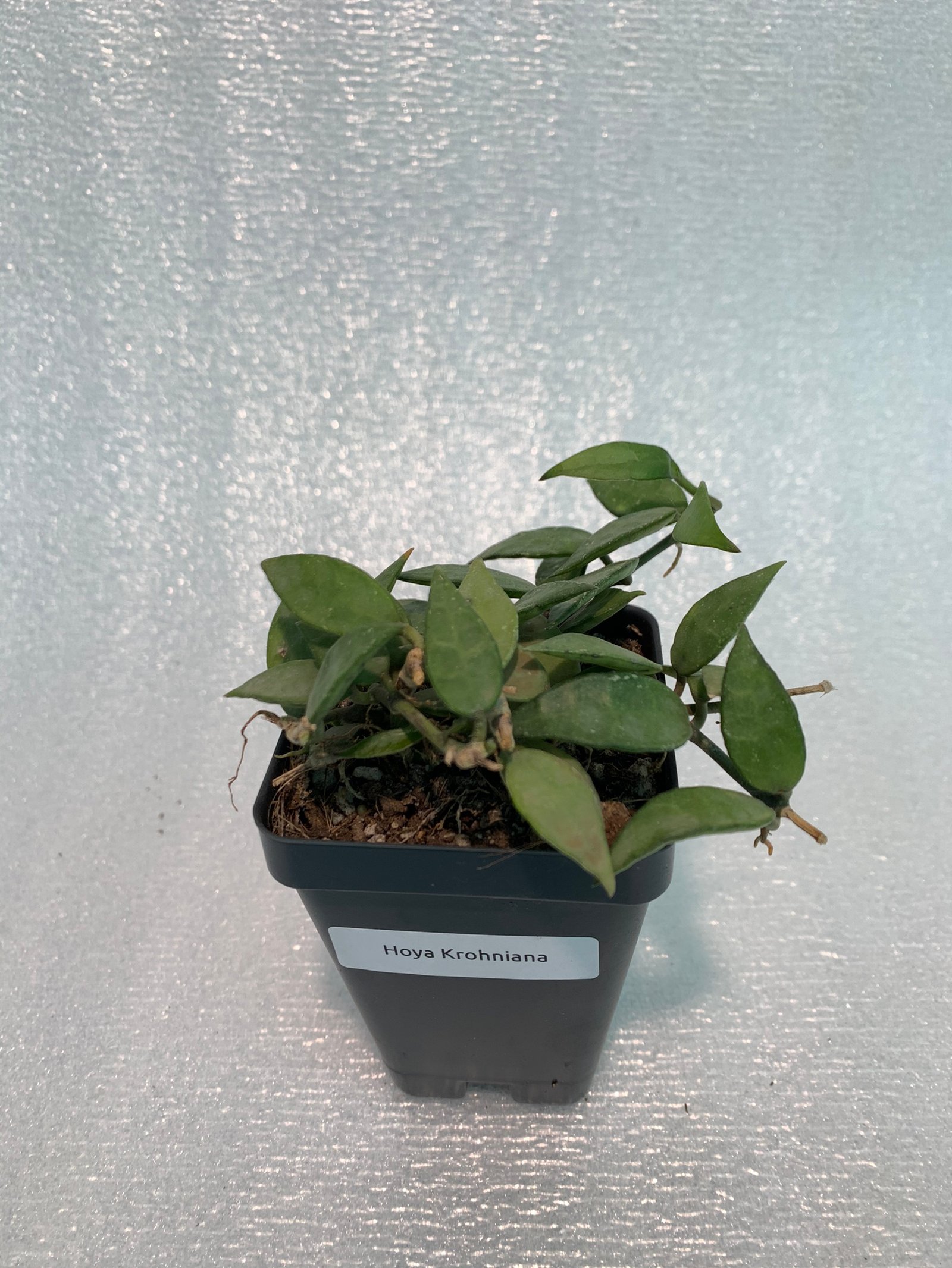 Hoya Krohniana - Image 7
