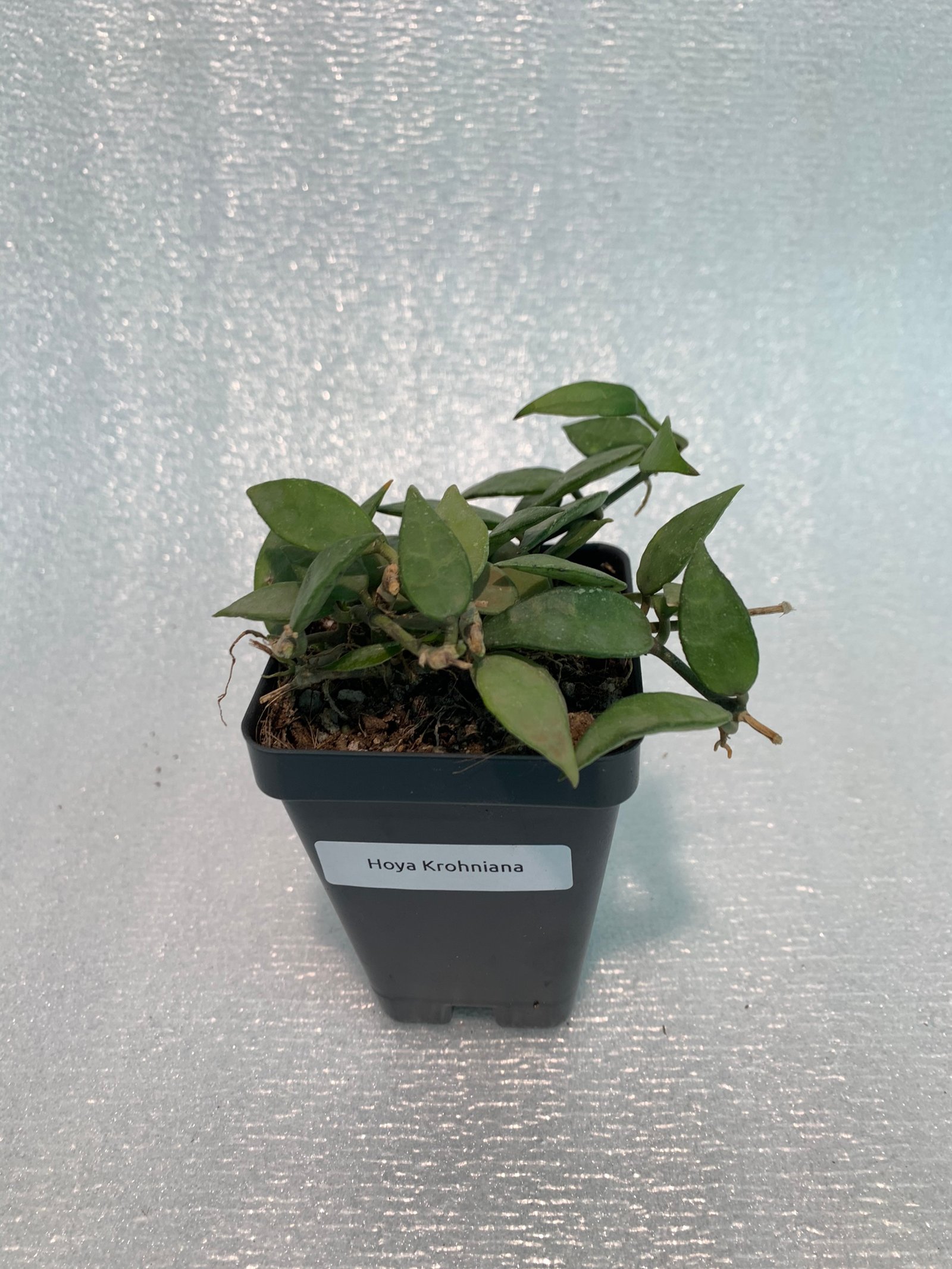 Hoya Krohniana - Image 8