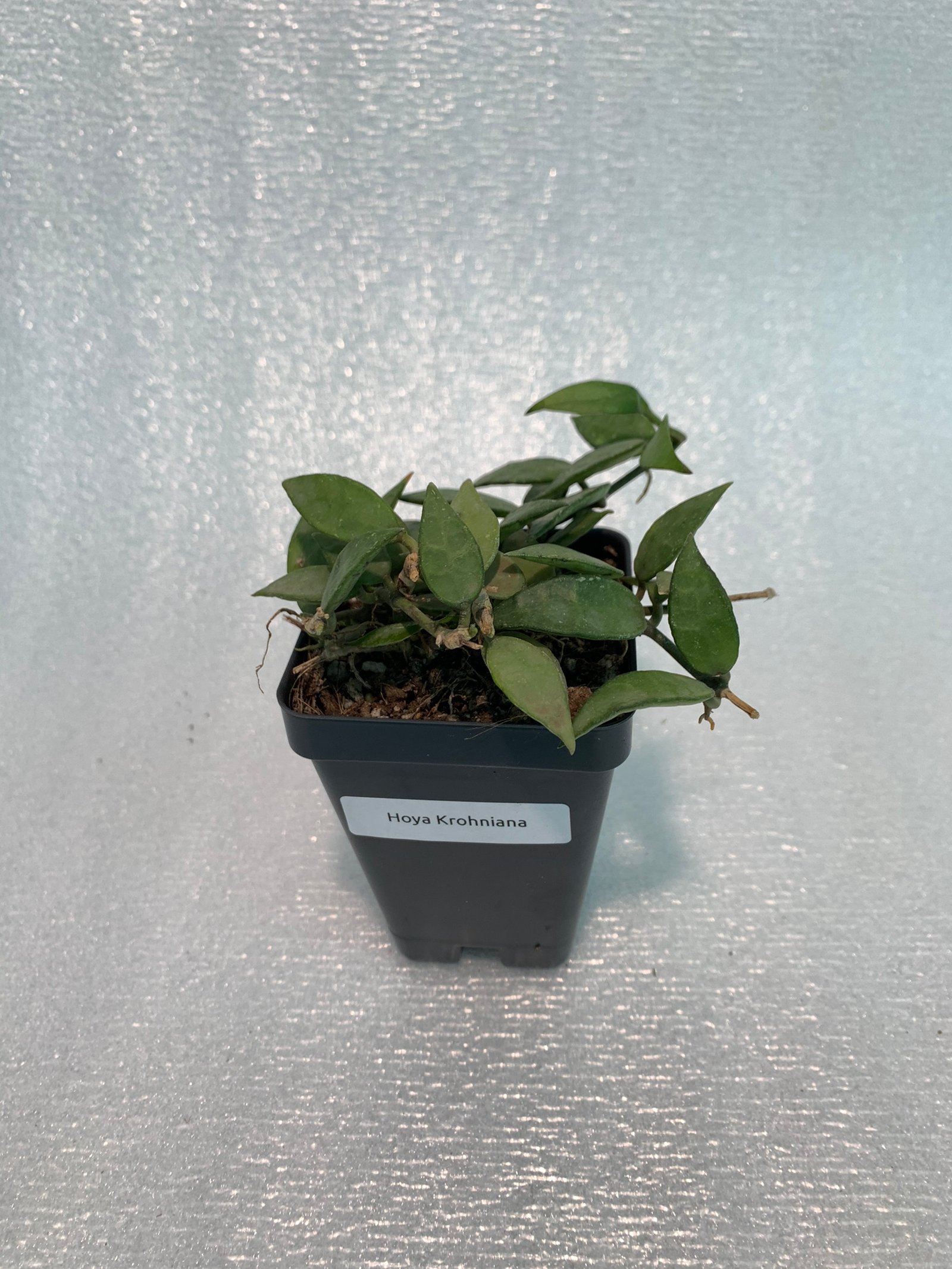 Hoya Krohniana - Image 9