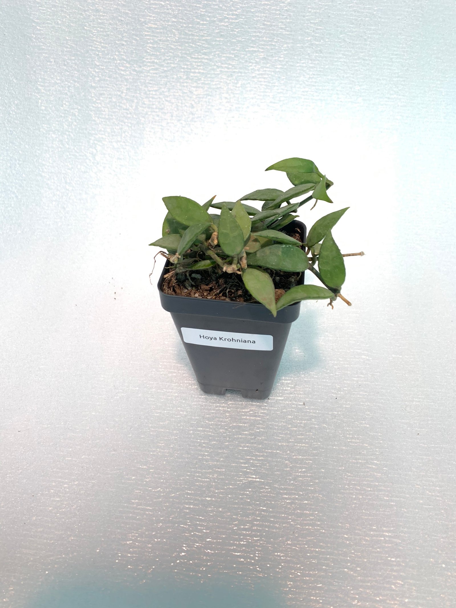 Hoya Krohniana - Image 10