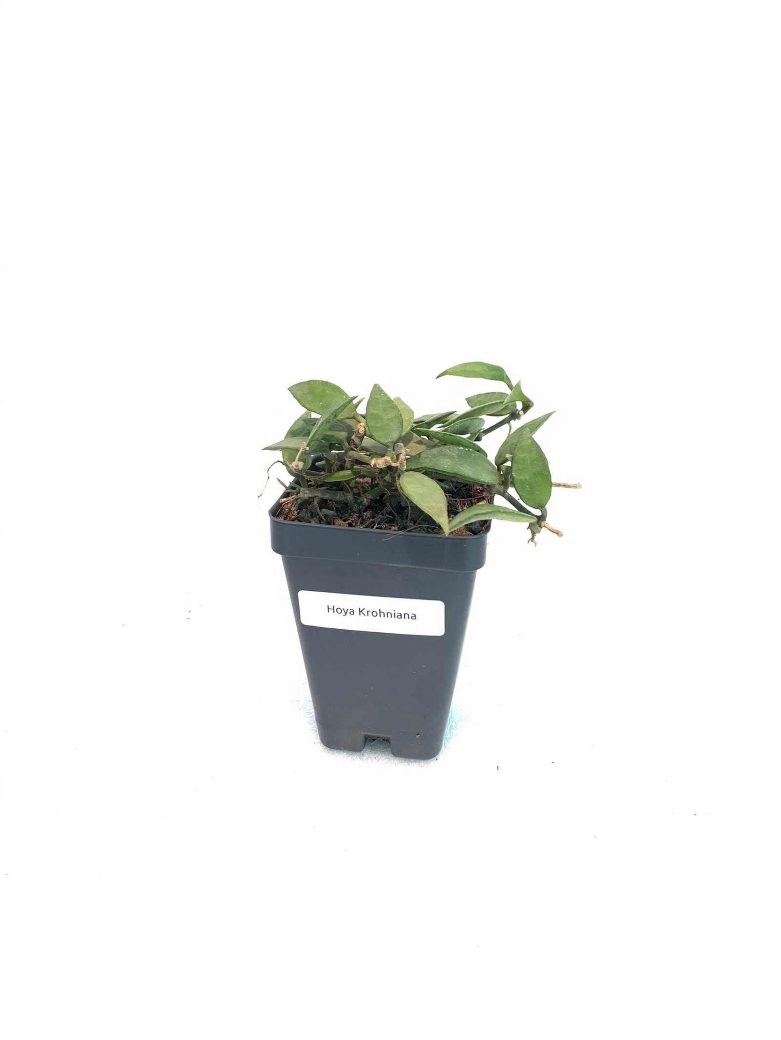 Hoya Krohniana - Image 11