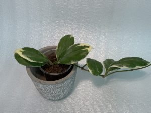 Hoya Incrassata Variegated