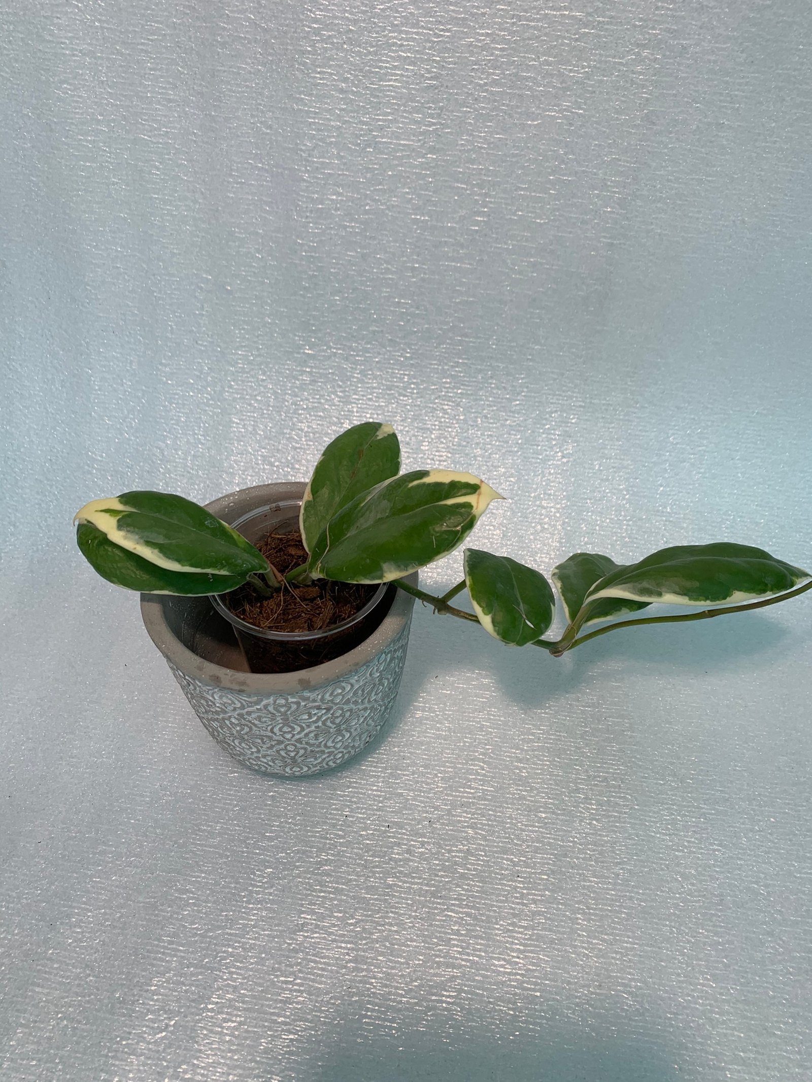 Hoya Incrassata Variegated