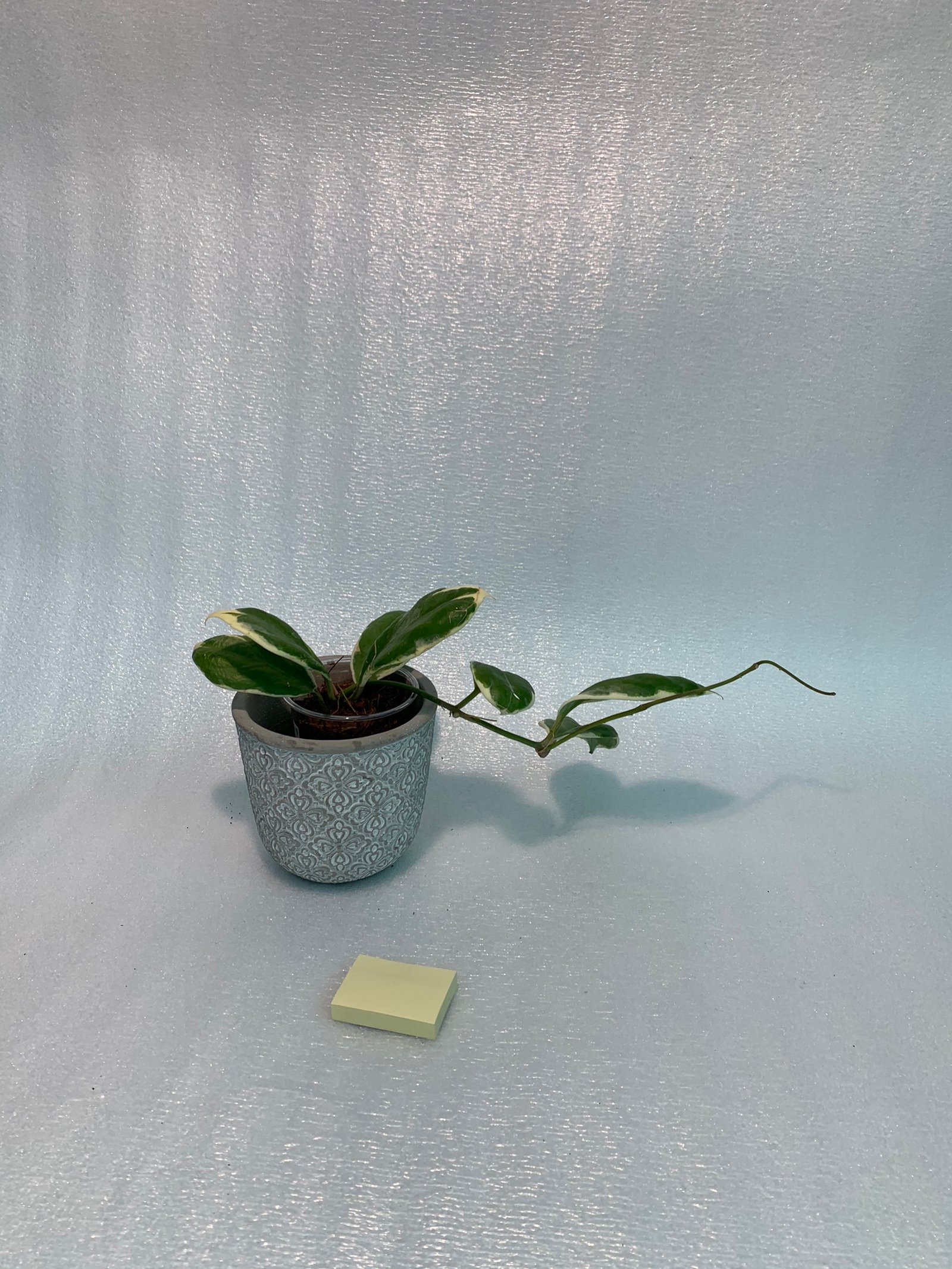 Hoya Incrassata Variegated - Image 4