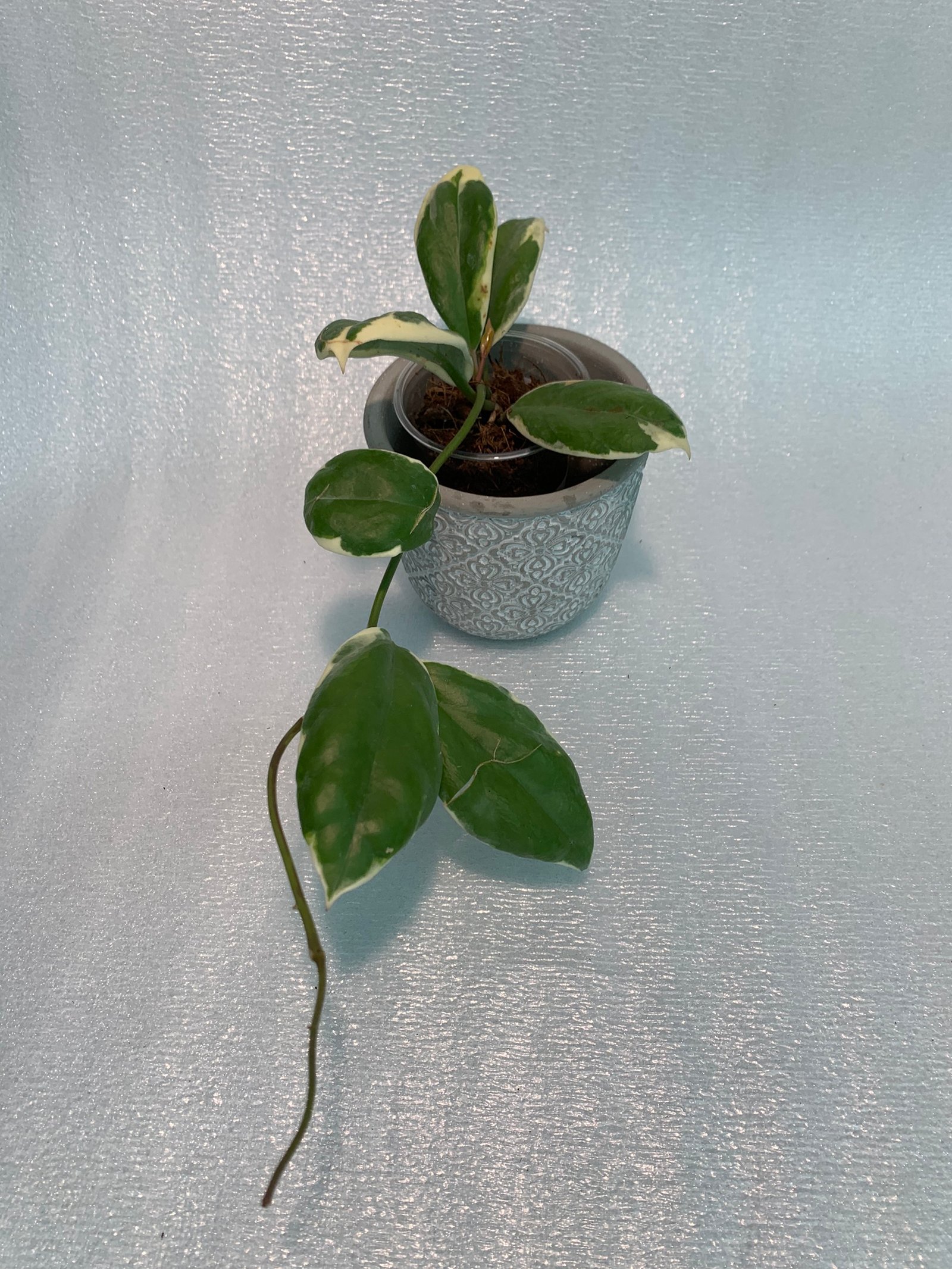 Hoya Incrassata Variegated - Image 5