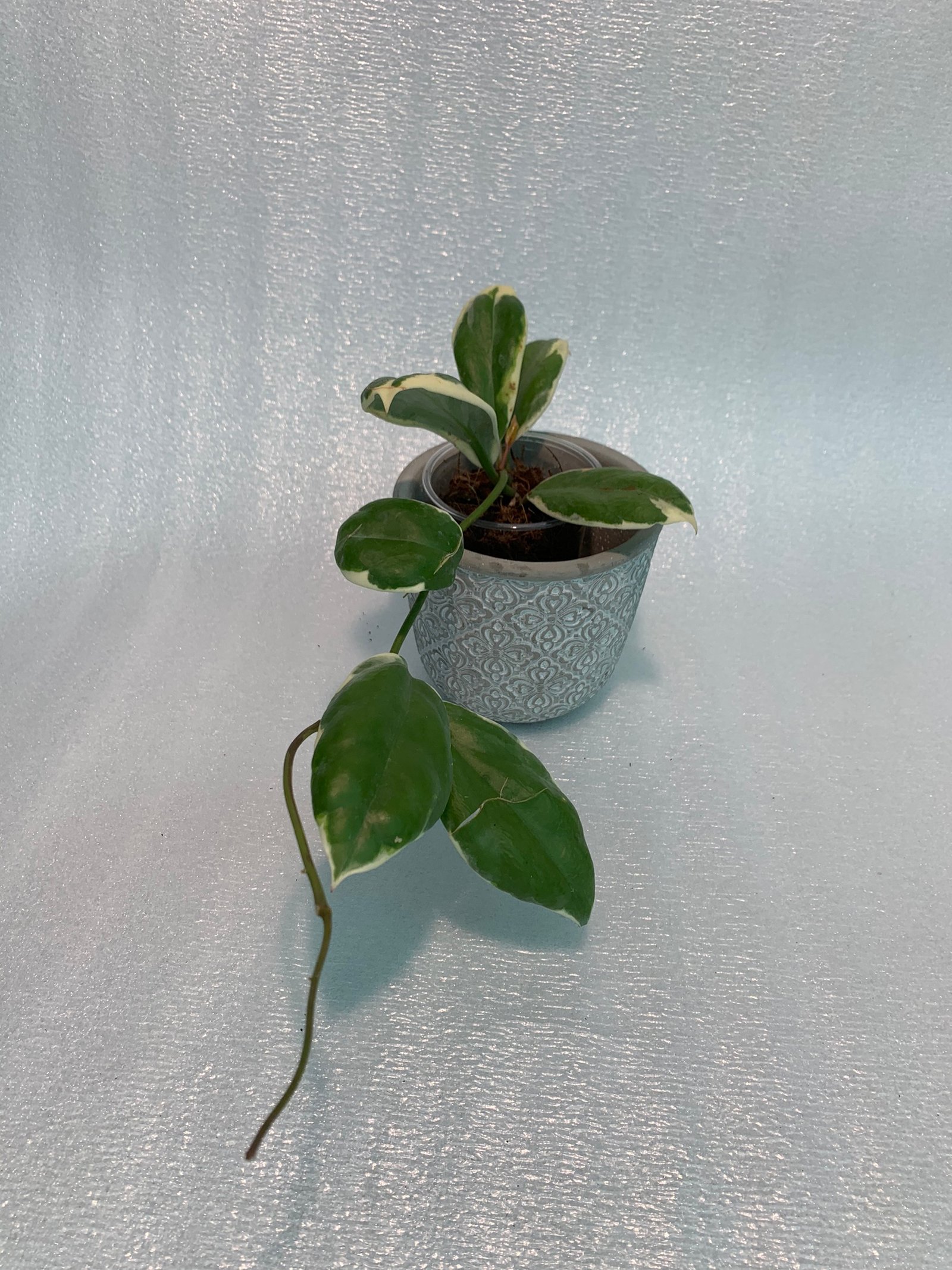 Hoya Incrassata Variegated - Image 6