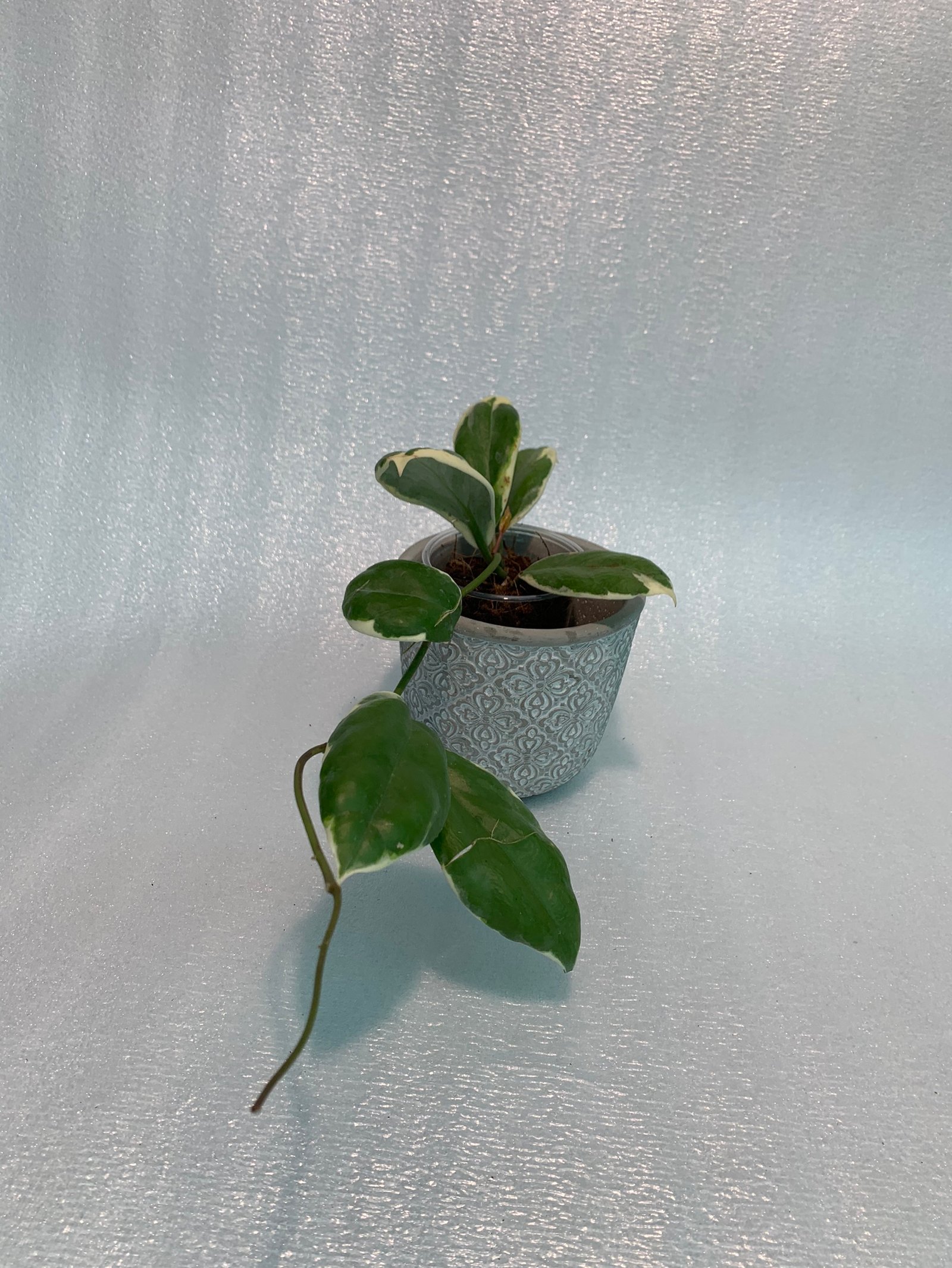 Hoya Incrassata Variegated - Image 7