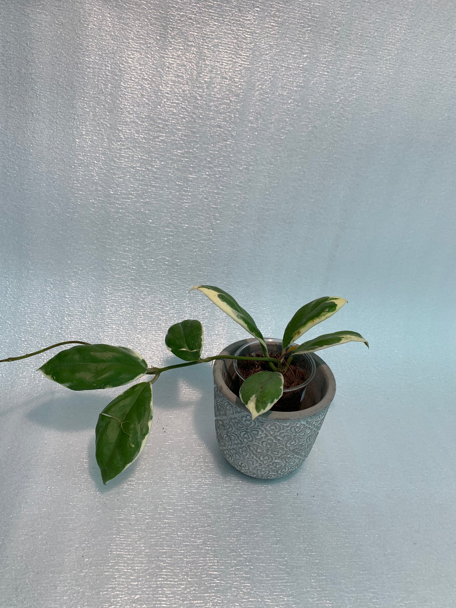 Hoya Incrassata Variegated - Image 8