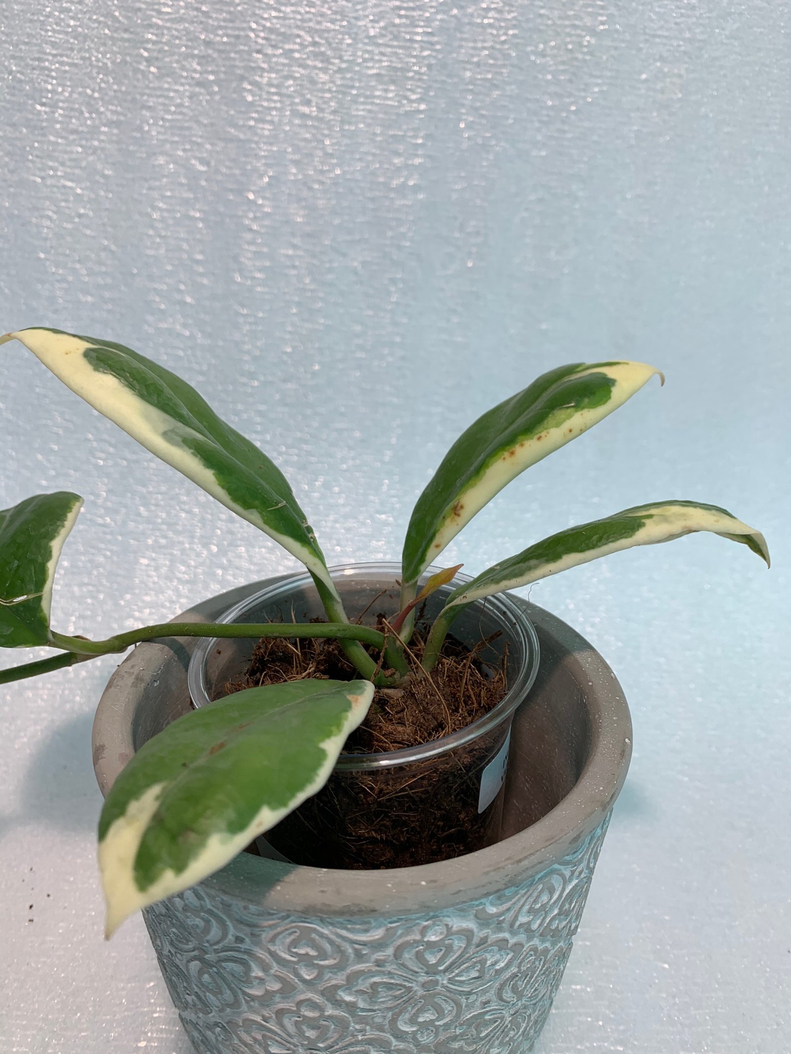 Hoya Incrassata Variegated - Image 9