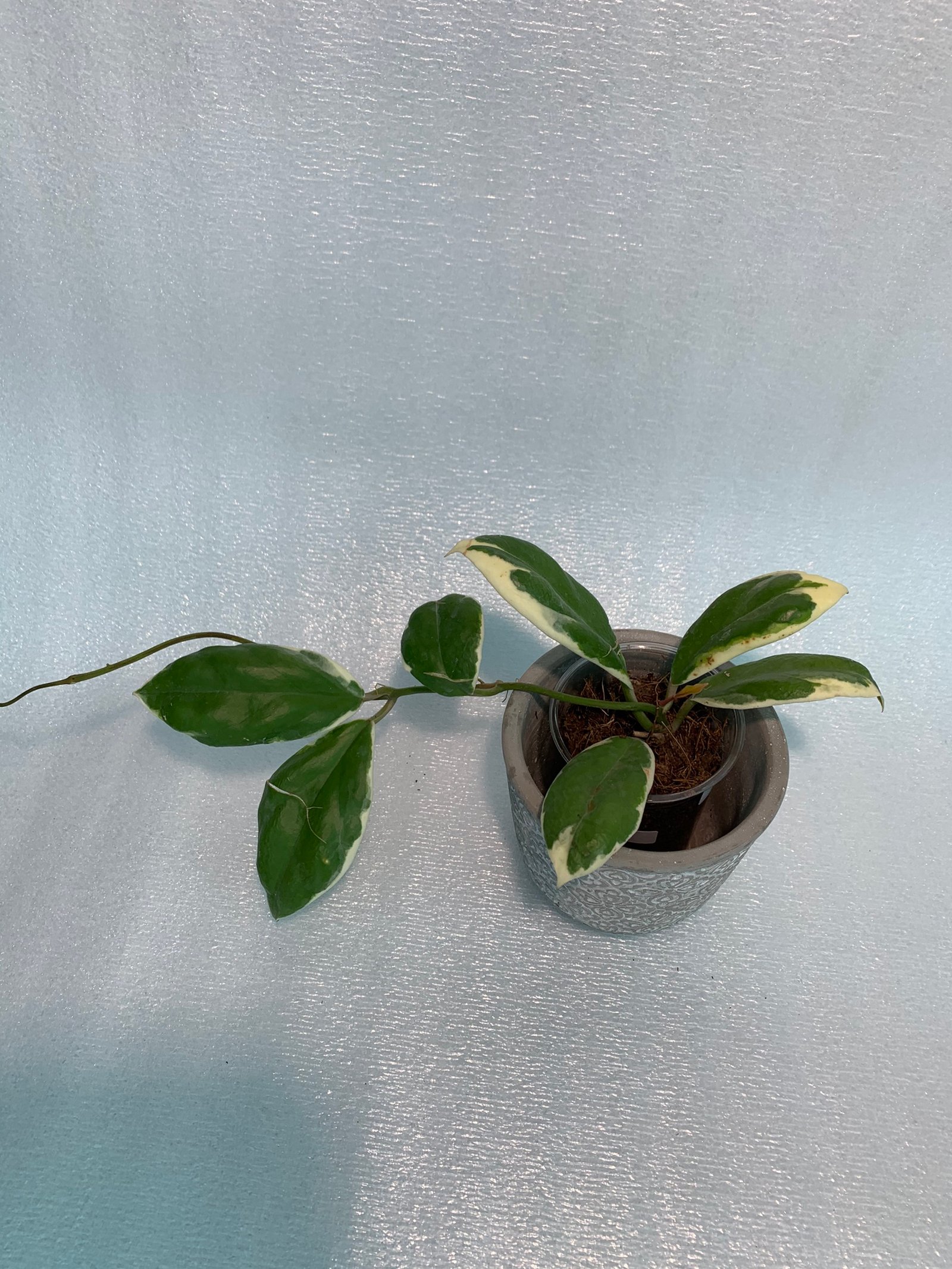 Hoya Incrassata Variegated - Image 10