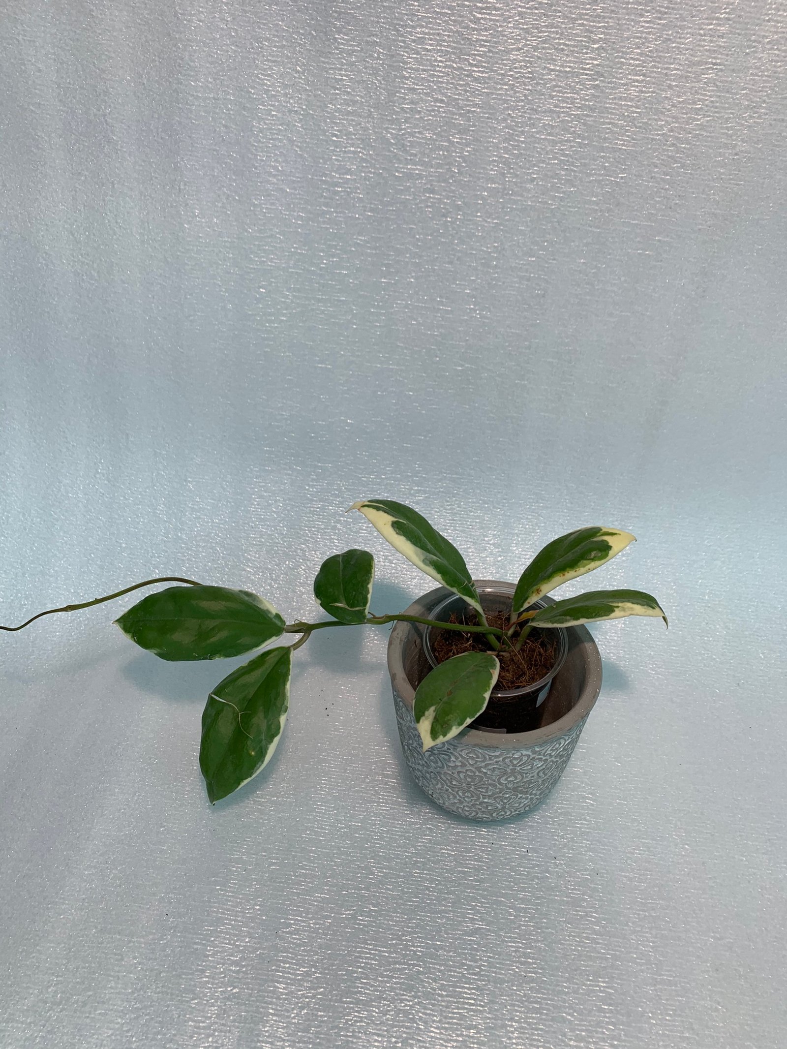 Hoya Incrassata Variegated - Image 11