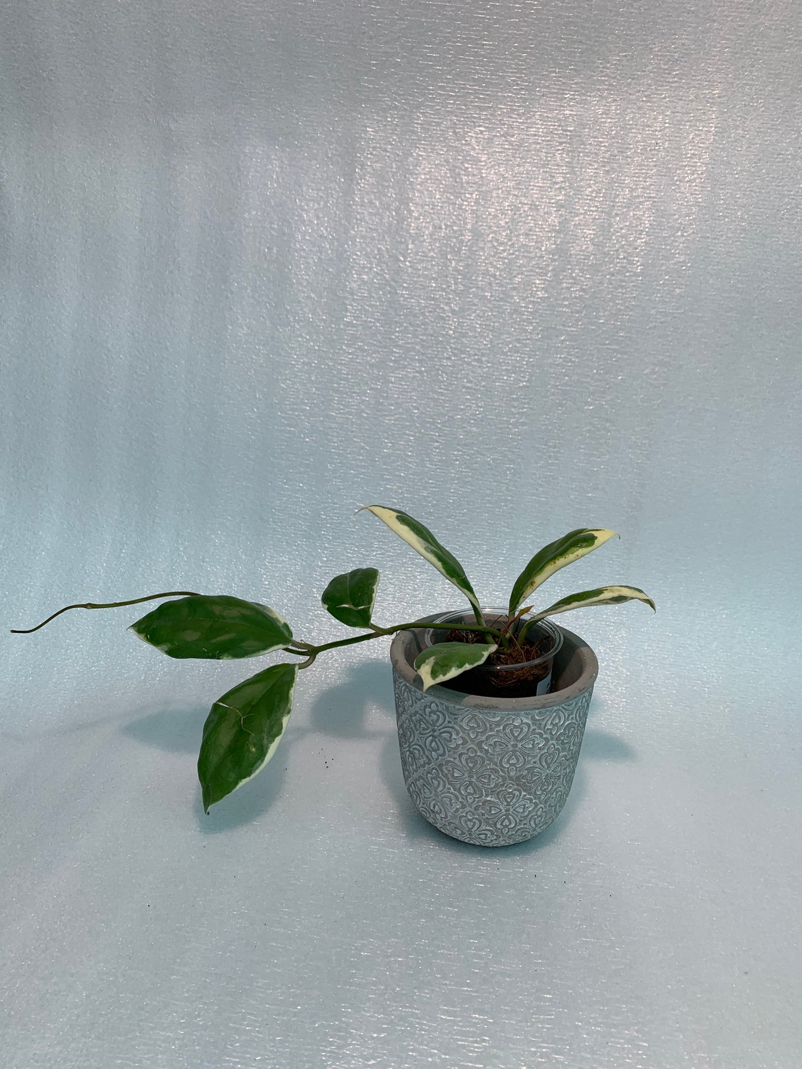 Hoya Incrassata Variegated - Image 12