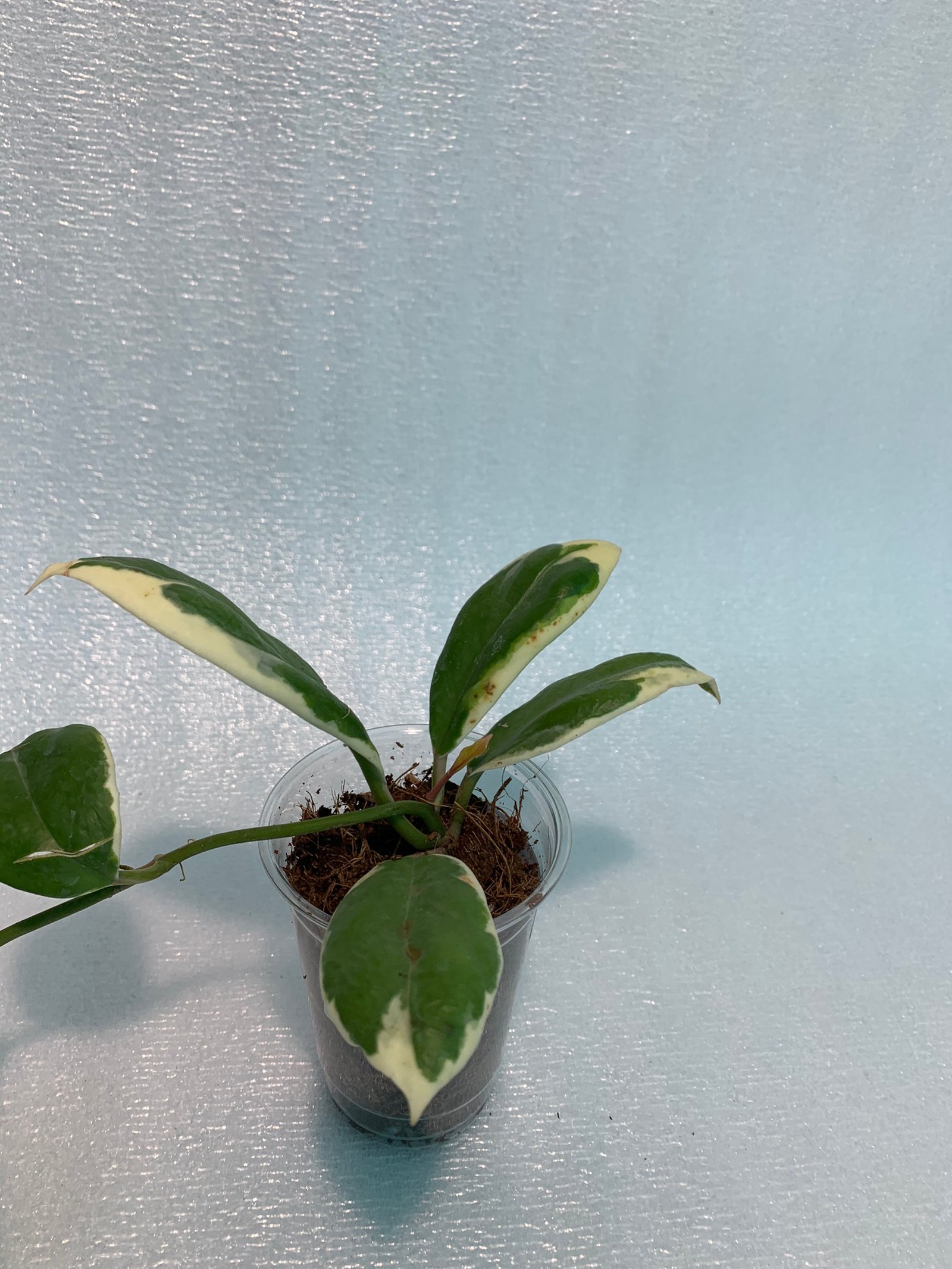 Hoya Incrassata Variegated - Image 13