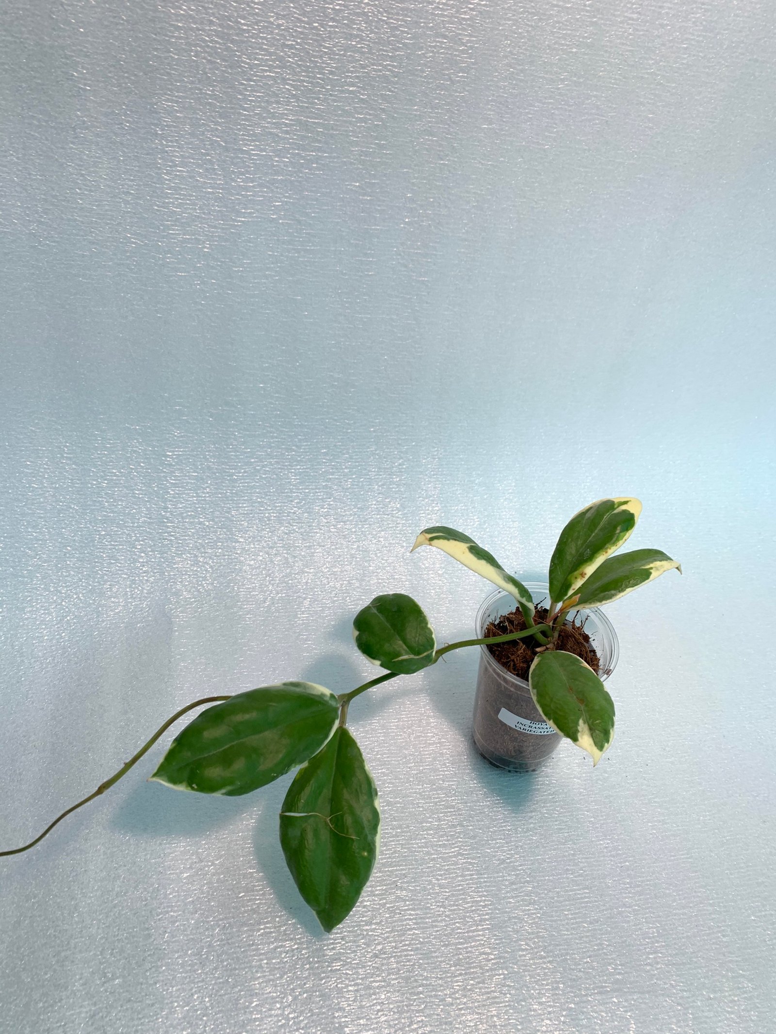 Hoya Incrassata Variegated - Image 14