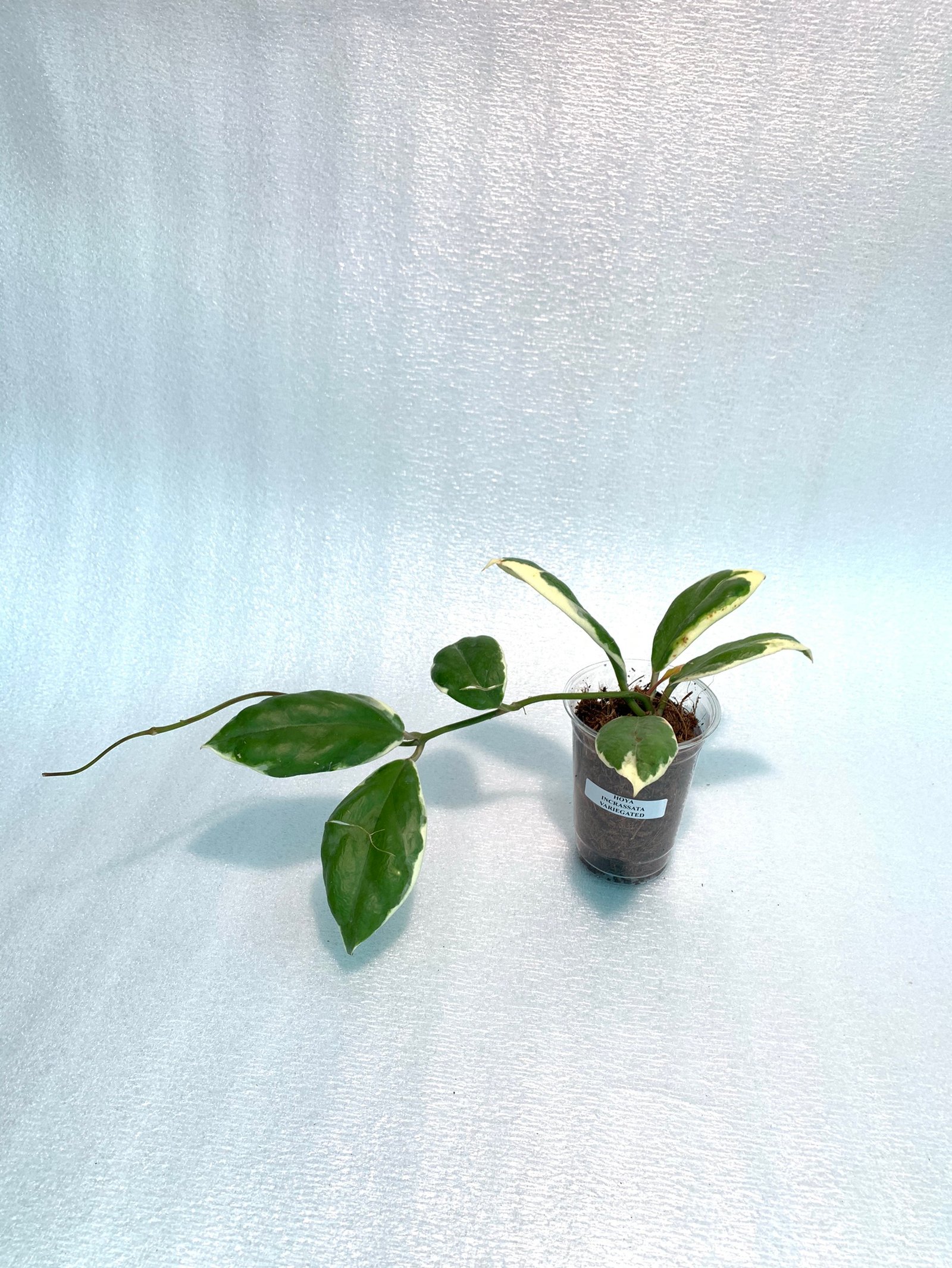 Hoya Incrassata Variegated - Image 15