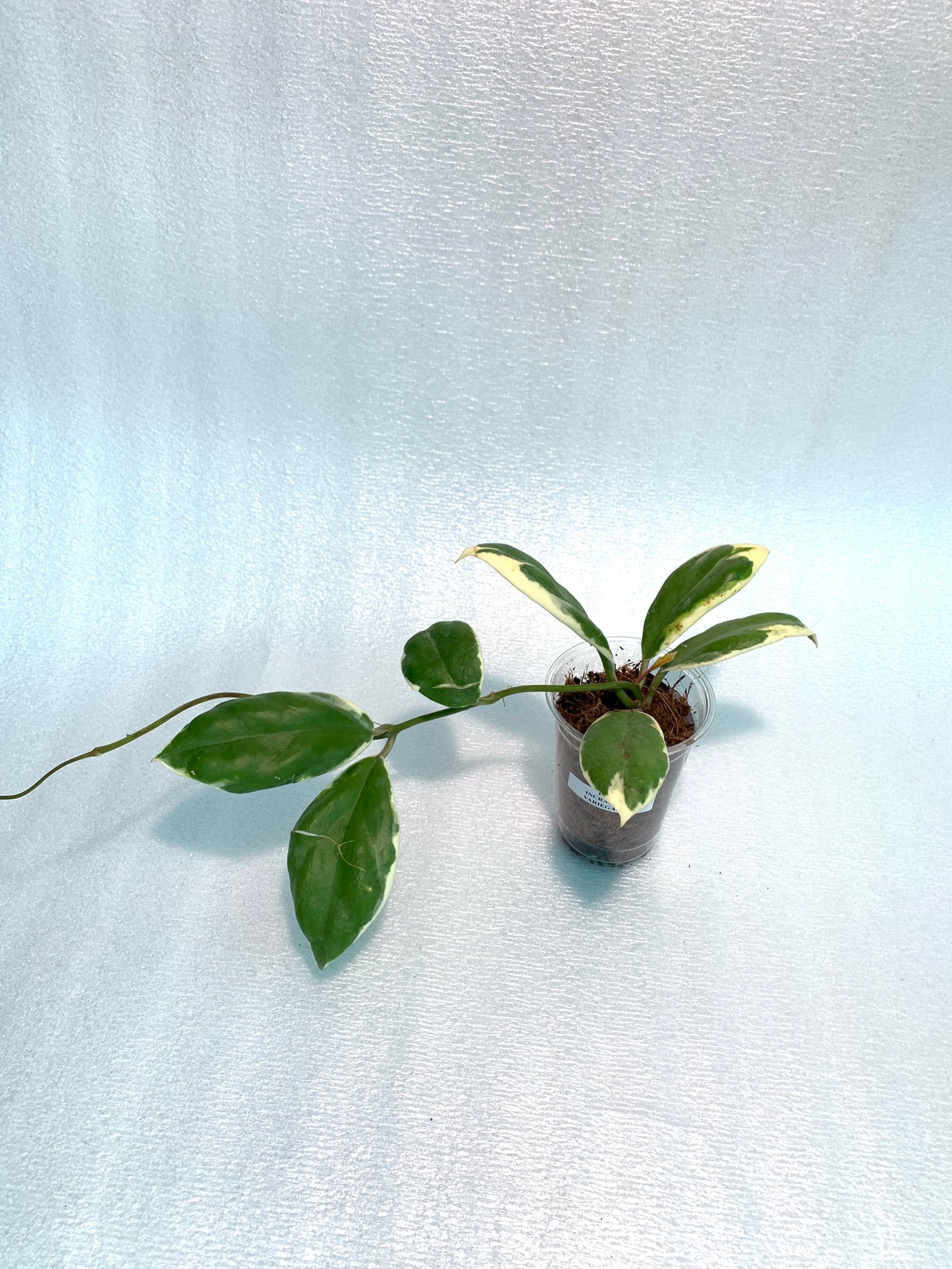 Hoya Incrassata Variegated - Image 16