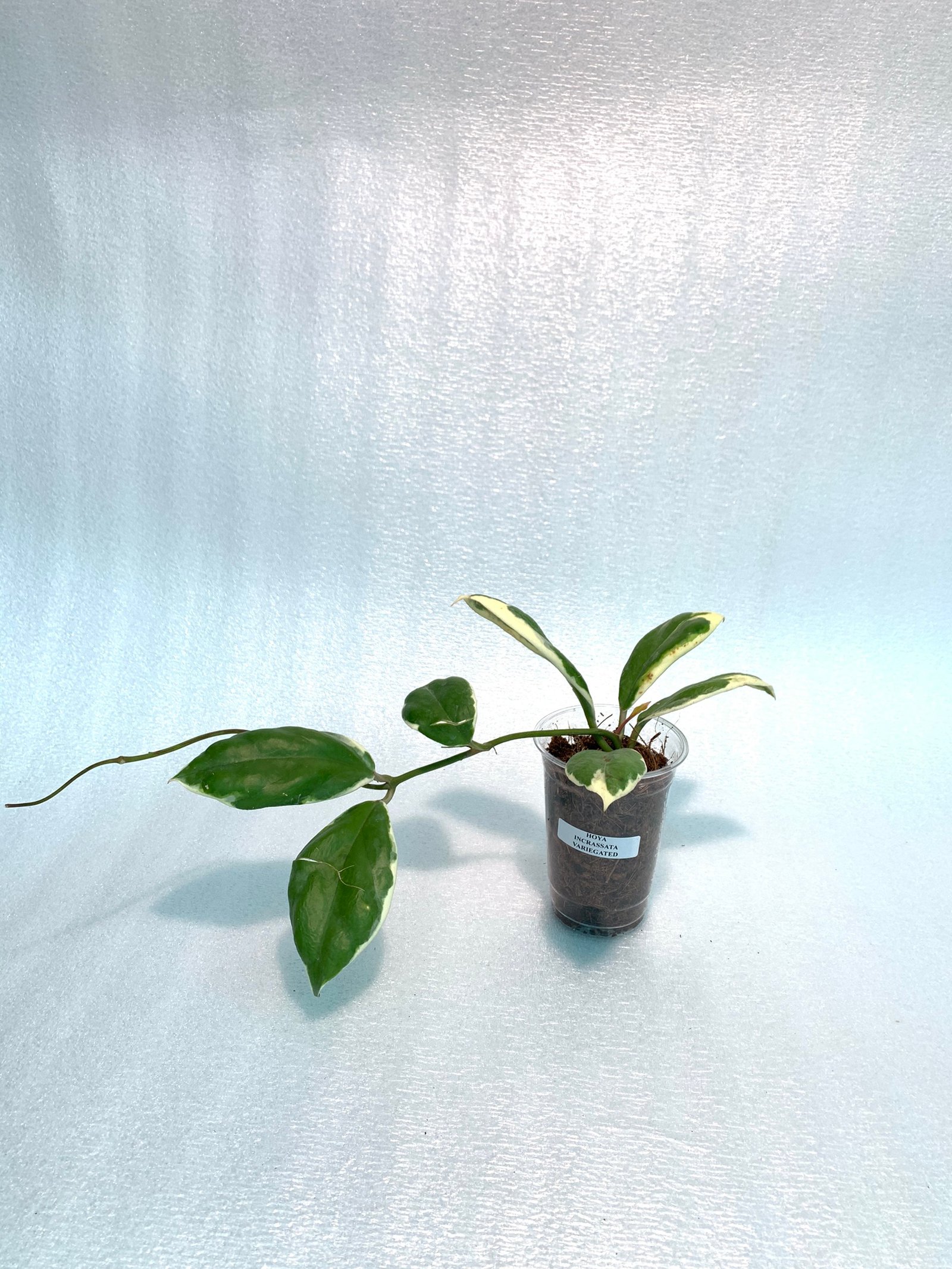 Hoya Incrassata Variegated - Image 17