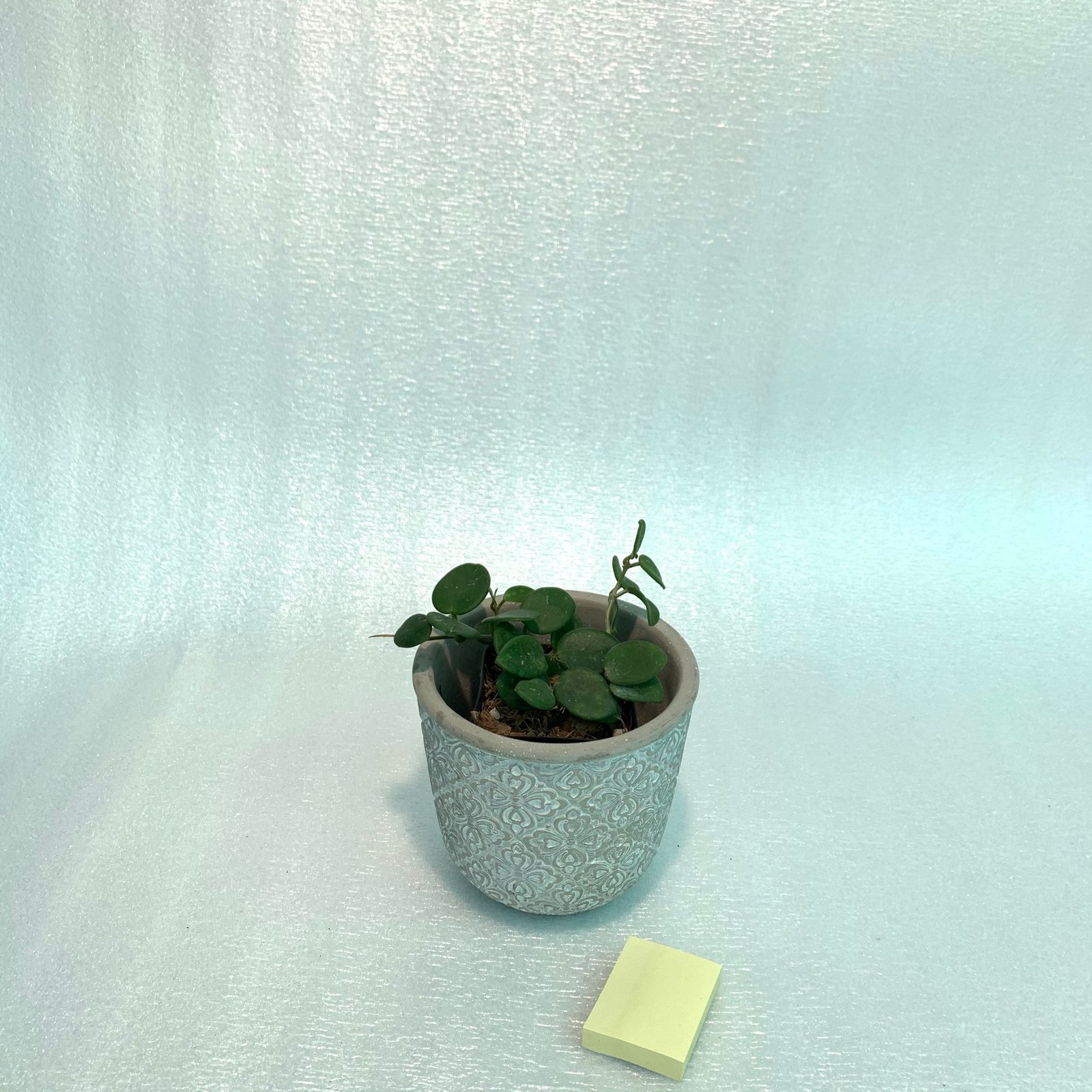 Hoya Mathilde (Large) - Image 2