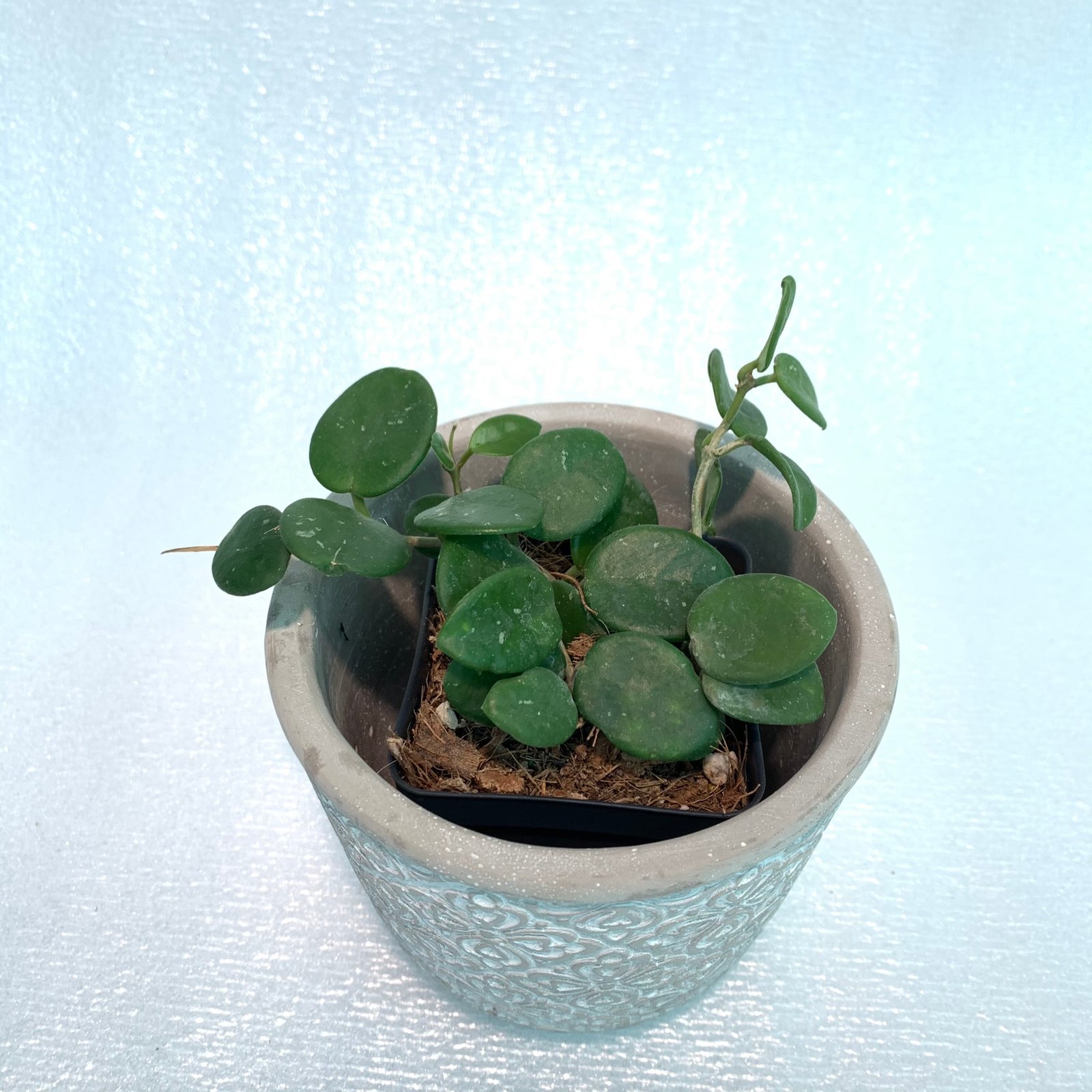 Hoya Mathilde (Large) - Image 4