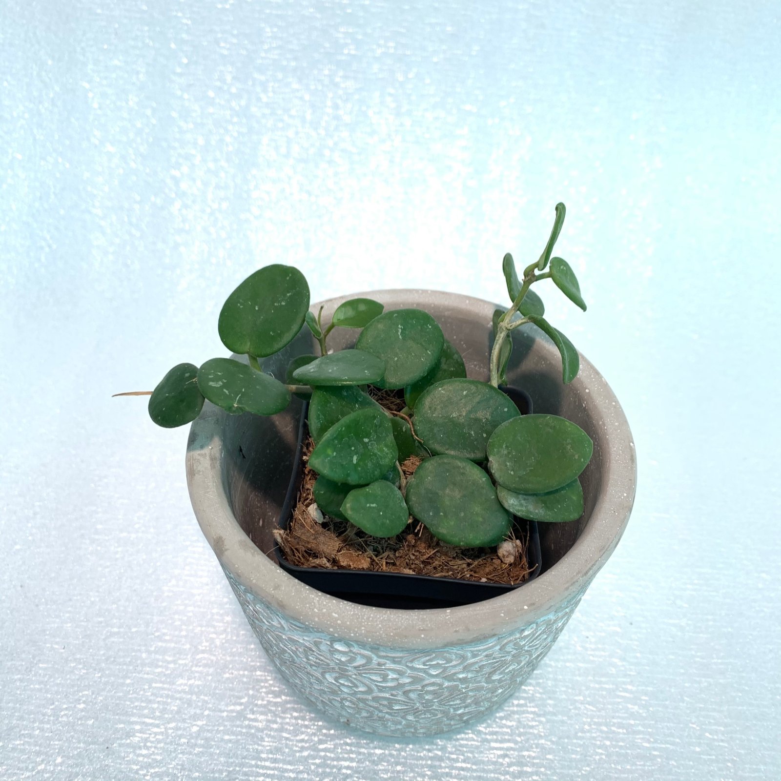 Hoya Mathilde (Large) - Image 5